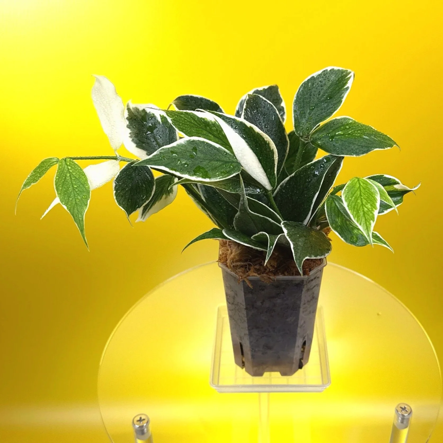 Hoya Polyneura Albomarginata 'Variegated Fishtail' Plant