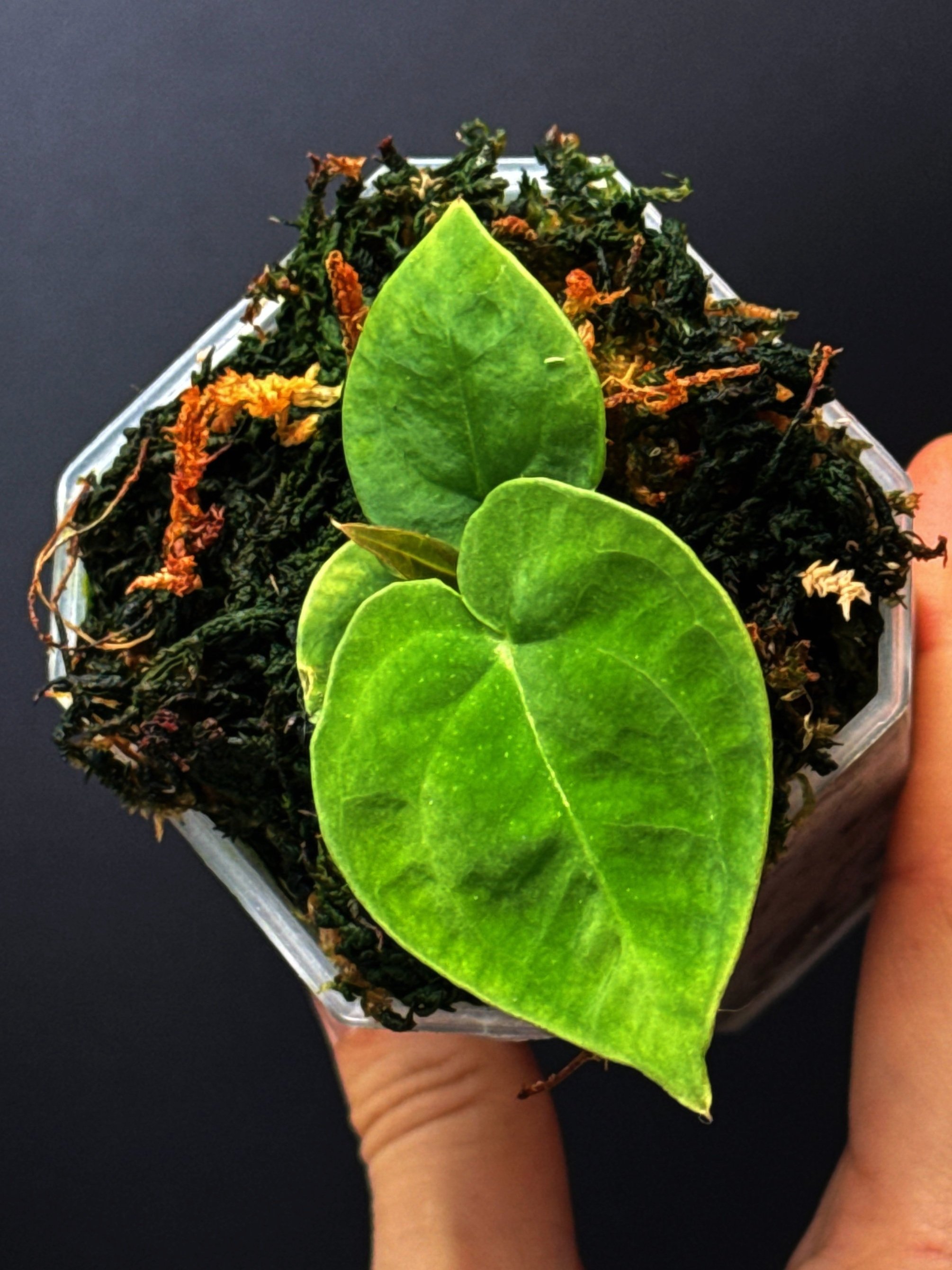 ANTHURIUM DORAS FORGETII | ANTHURIUM DORAYAKI X DARK FORGETII | SHOP RARE AUSTRALIAN ANTHURIUM HYBRID HOUSEPLANTS | MELTY PLANTS E-STORE, ONLINE
