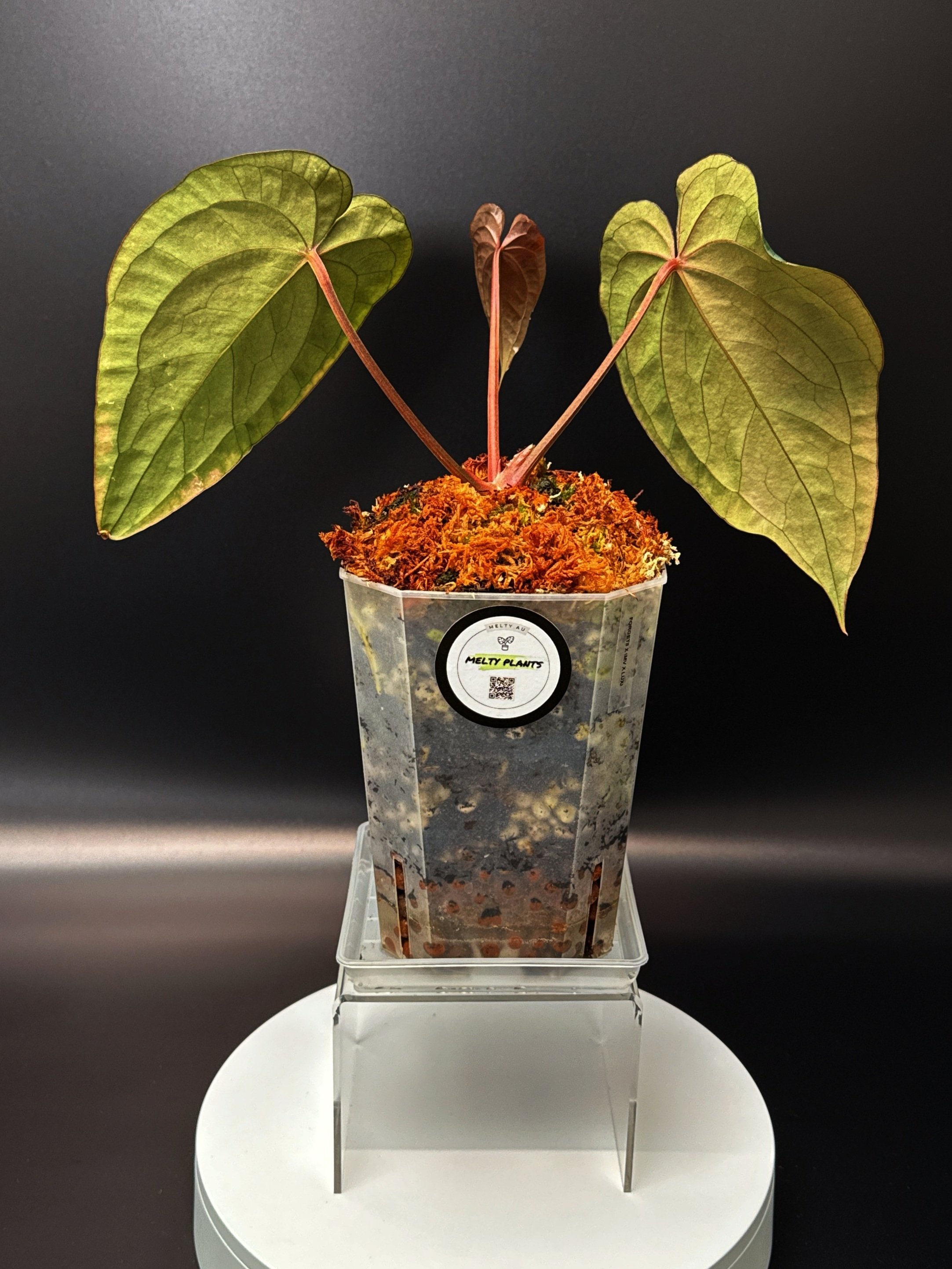 ANTHURIUM RNK027 (Forgetii x Dark Papillilaminum) x (Midnight Velvet x Luxurians) | Shop Rare Anthurium Houseplants in Sydney, Australia | Melty Plants E-Store, Online