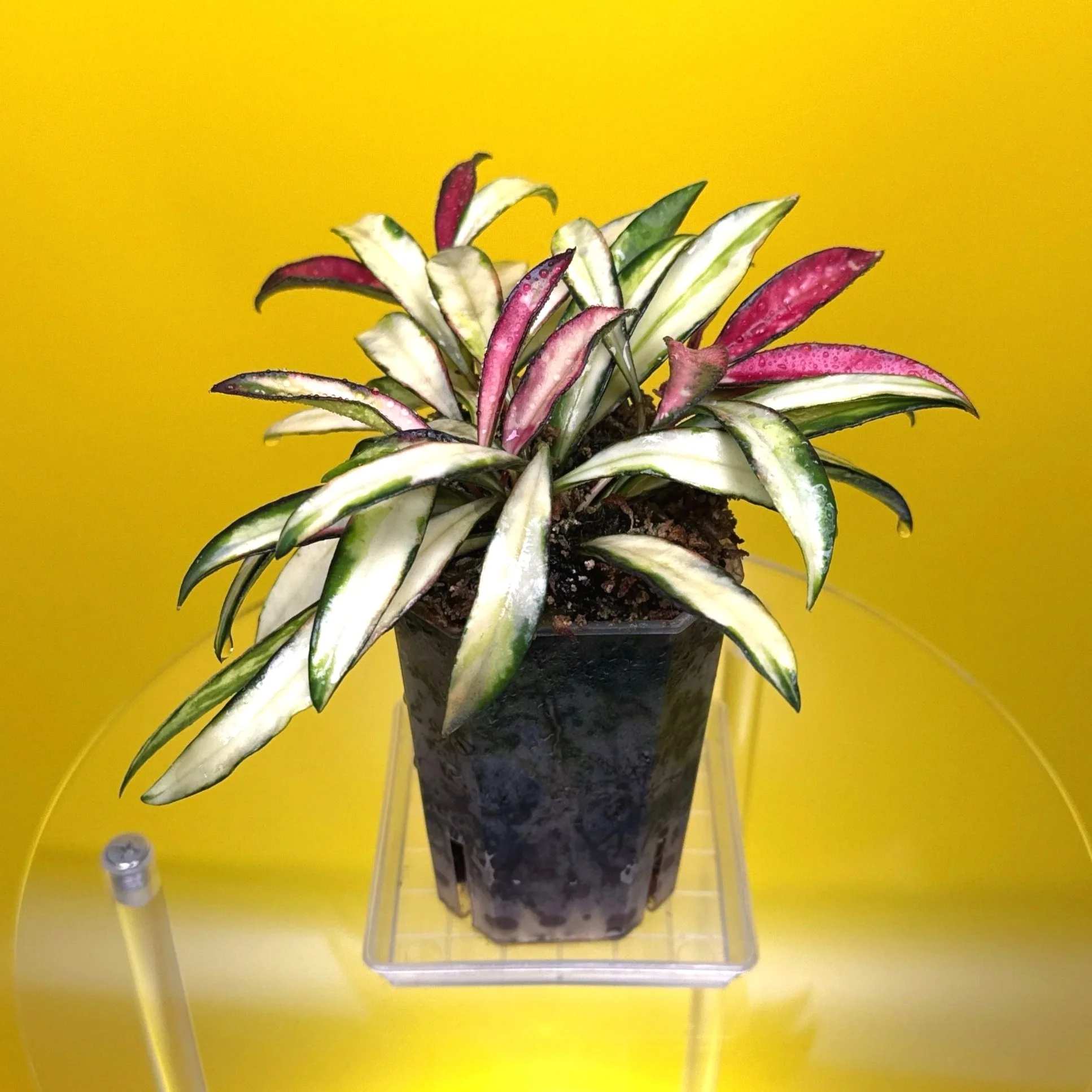 Hoya Wayetii Variegata | Shop Rare and Variegated Hoya Houseplants in Sydney, Australia | Melty Plants Australia E-Store, Online