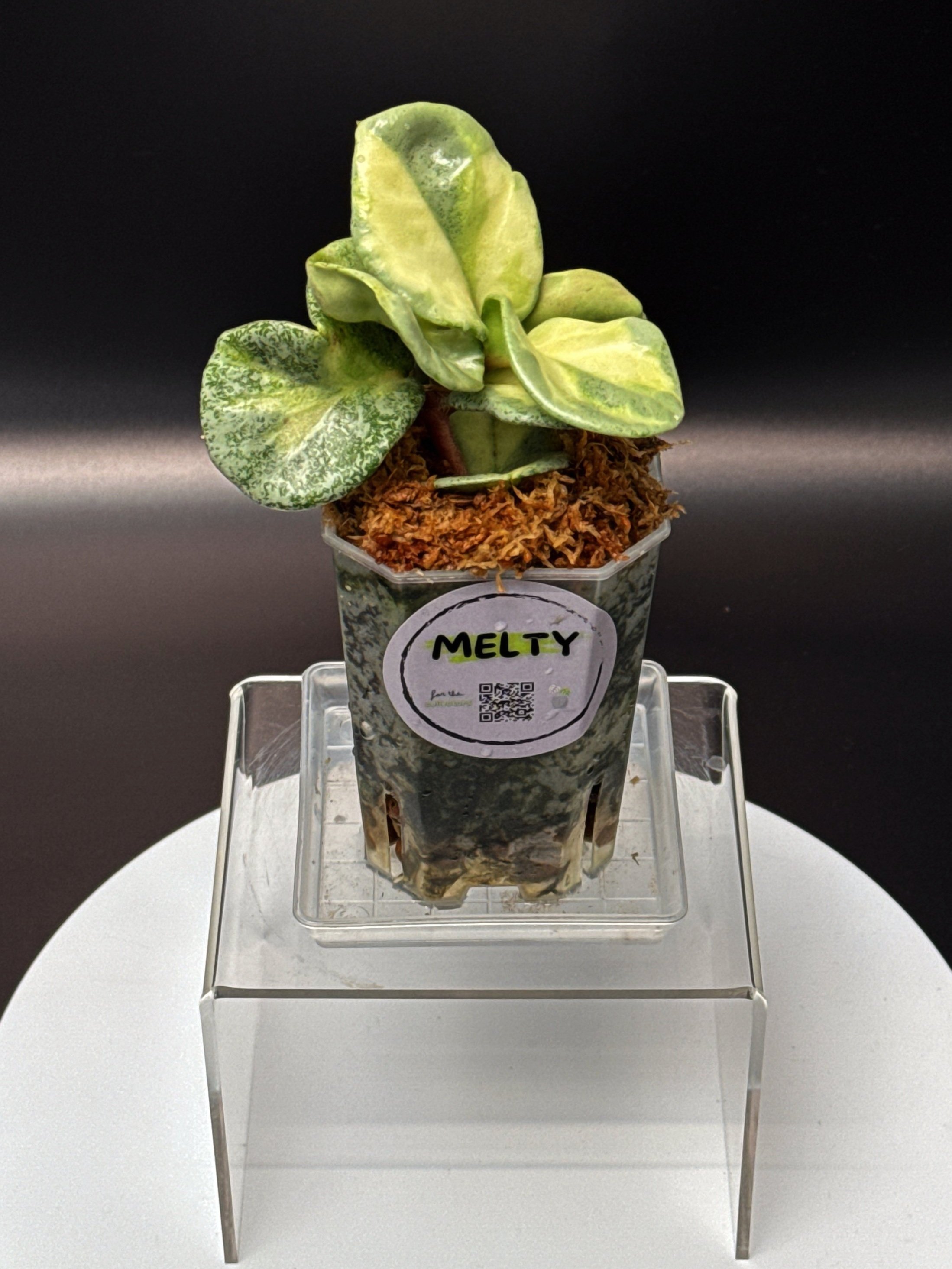 Hoya Carnosa Argentea Princess in small square clear pot | Shop Rare Hoya Houseplants in Sydney, Australia | Melty Plants E-Store, Online