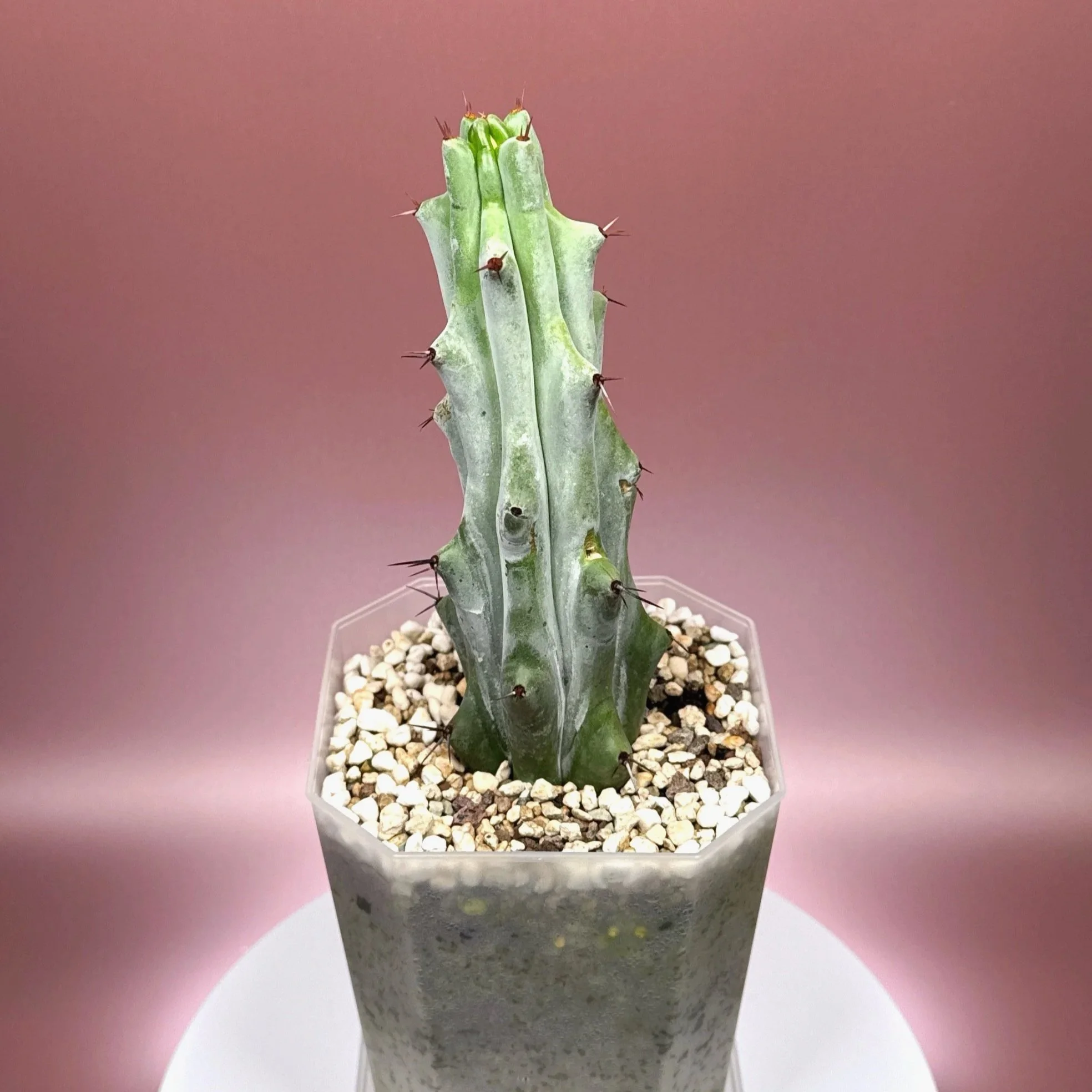 Cactus Stenocereus Beneckei 'Caterpillar' | Shop Rare White Cacti Plants in Sydney, Australia | Melty Plants E-Store Online