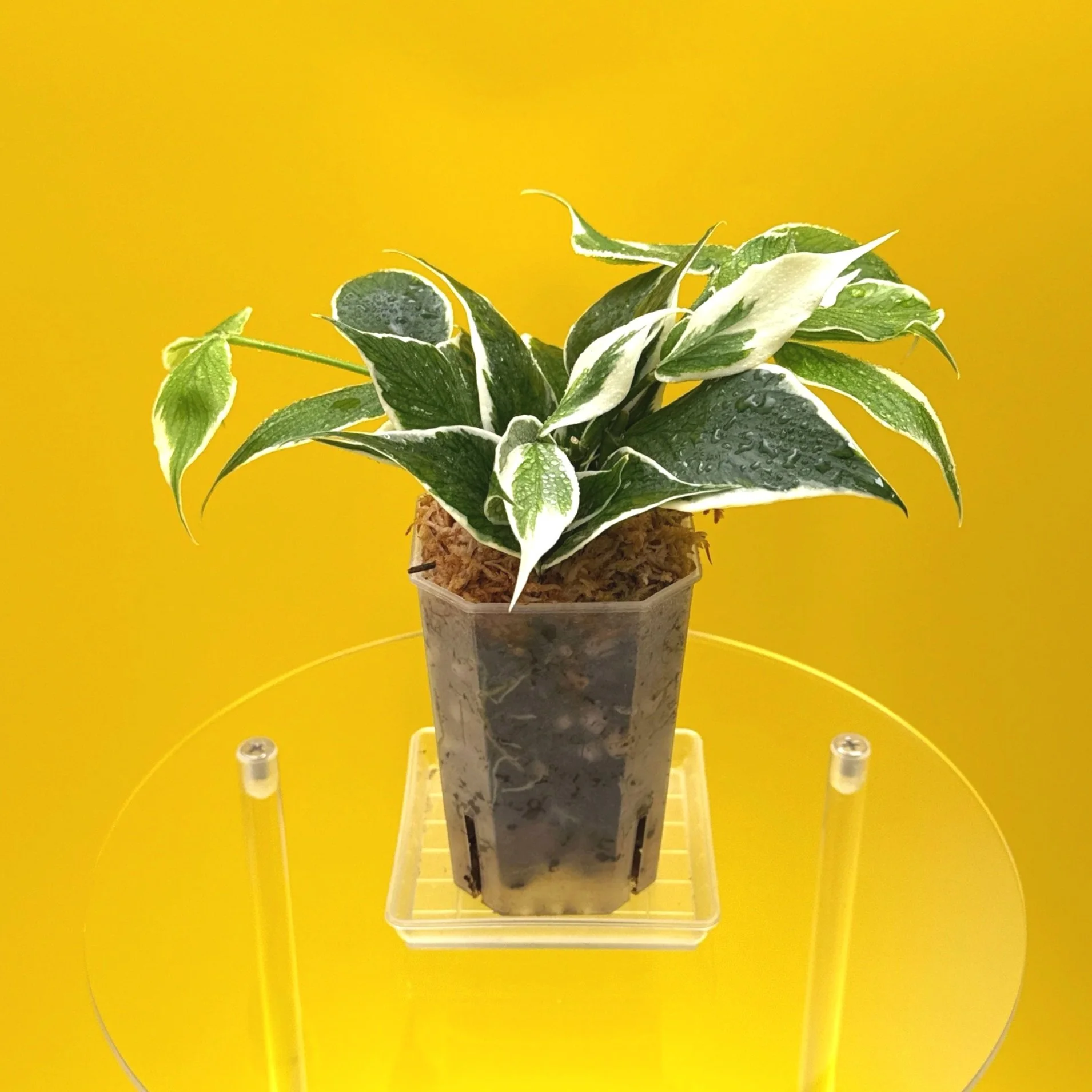 Hoya Polyneura Albomarginata | Shop Rare Hoya Houseplants in Sydney, Australia | Melty Plants E-Store, Online