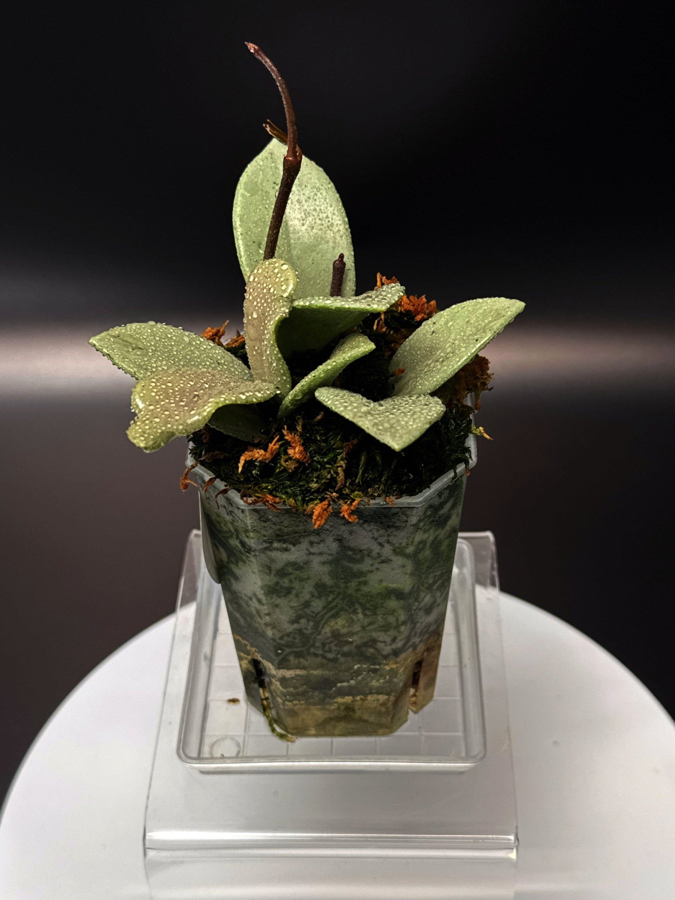 Hoya Carnosa Wilbur Graves Super Silver in a small clear square pot + saucer | Shop Rare Hoya Houseplants from Sydney, Australia | Melty Plants E-Store, Online