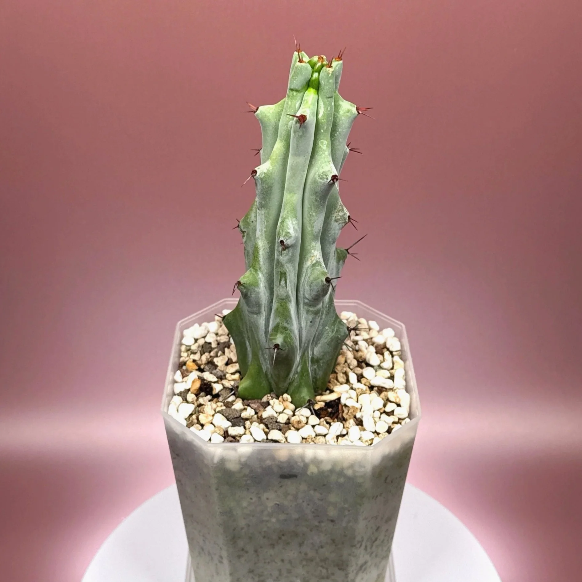 Cactus Stenocereus Beneckei 'Caterpillar' | Shop Rare White Cacti Plants in Sydney, Australia | Melty Plants E-Store Online