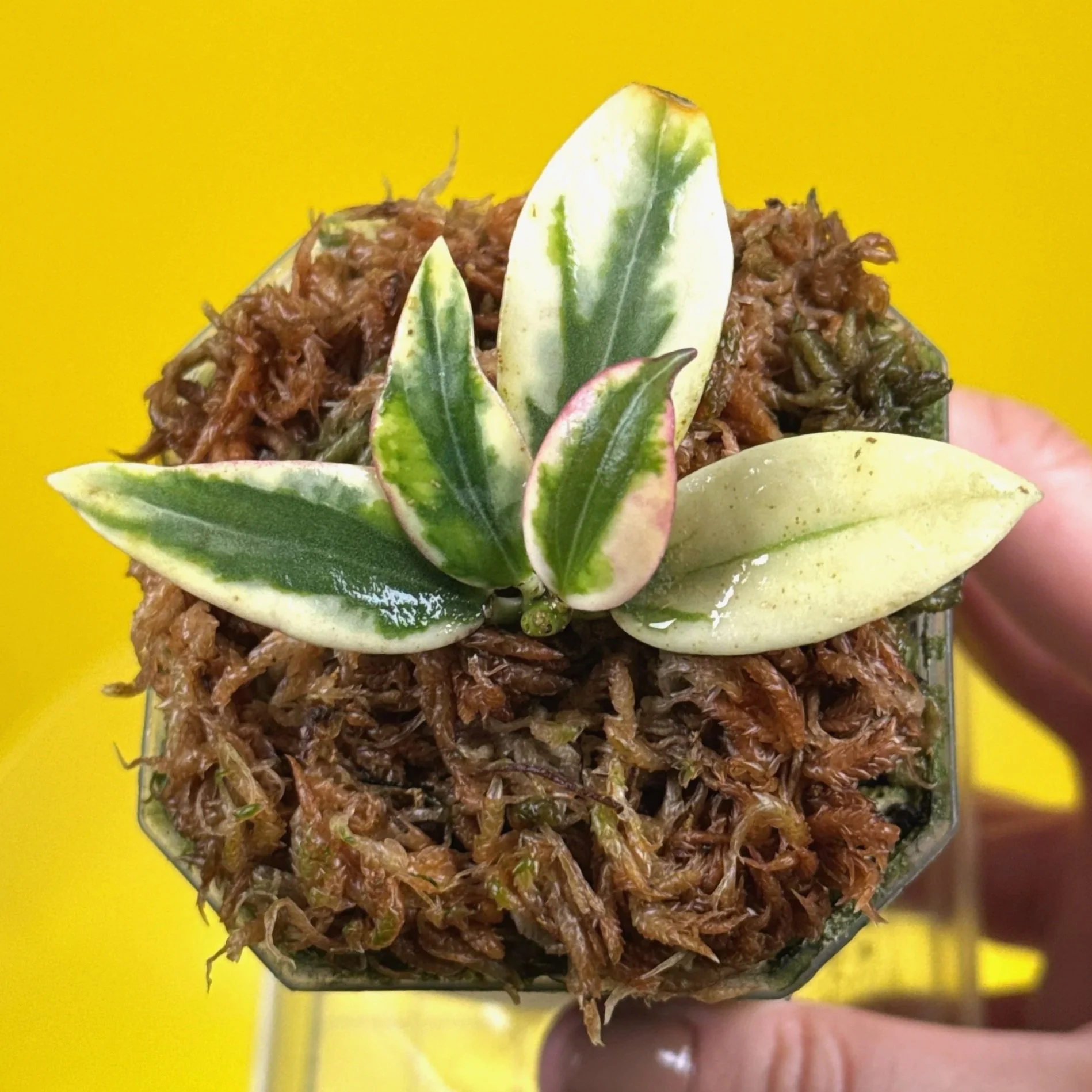 Hoya Sp. Para Princess 'Emerald Frost' in small square clear pot | Shop Rare Hoya Houseplants in Sydney, Australia | Melty Plants E-Store, Online