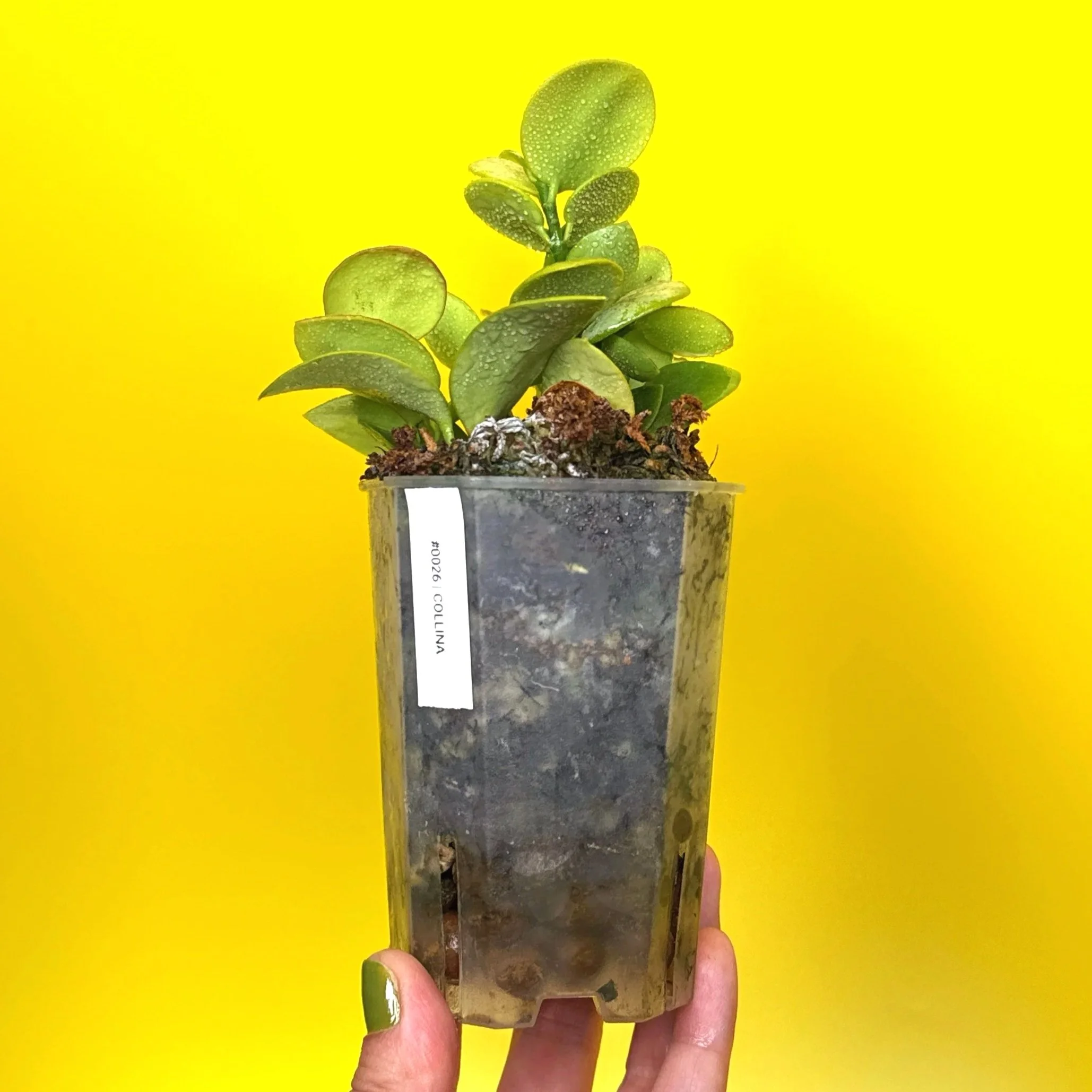 Hoya Collina in a small clear square pot for sale | Shop Rare Hoya Plants in Sydney, Australia | Melty Plants E-Store, Online