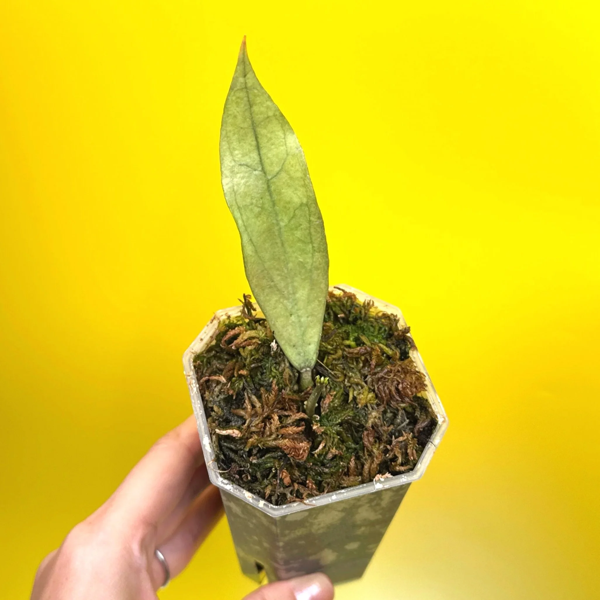 HOYA Sp. Germany Silver