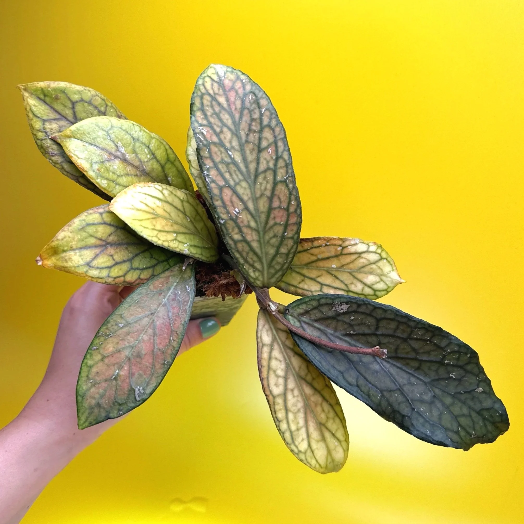 HOYA Tanggamus | Rare Collector Plant Specialists | Melty Plants Australia