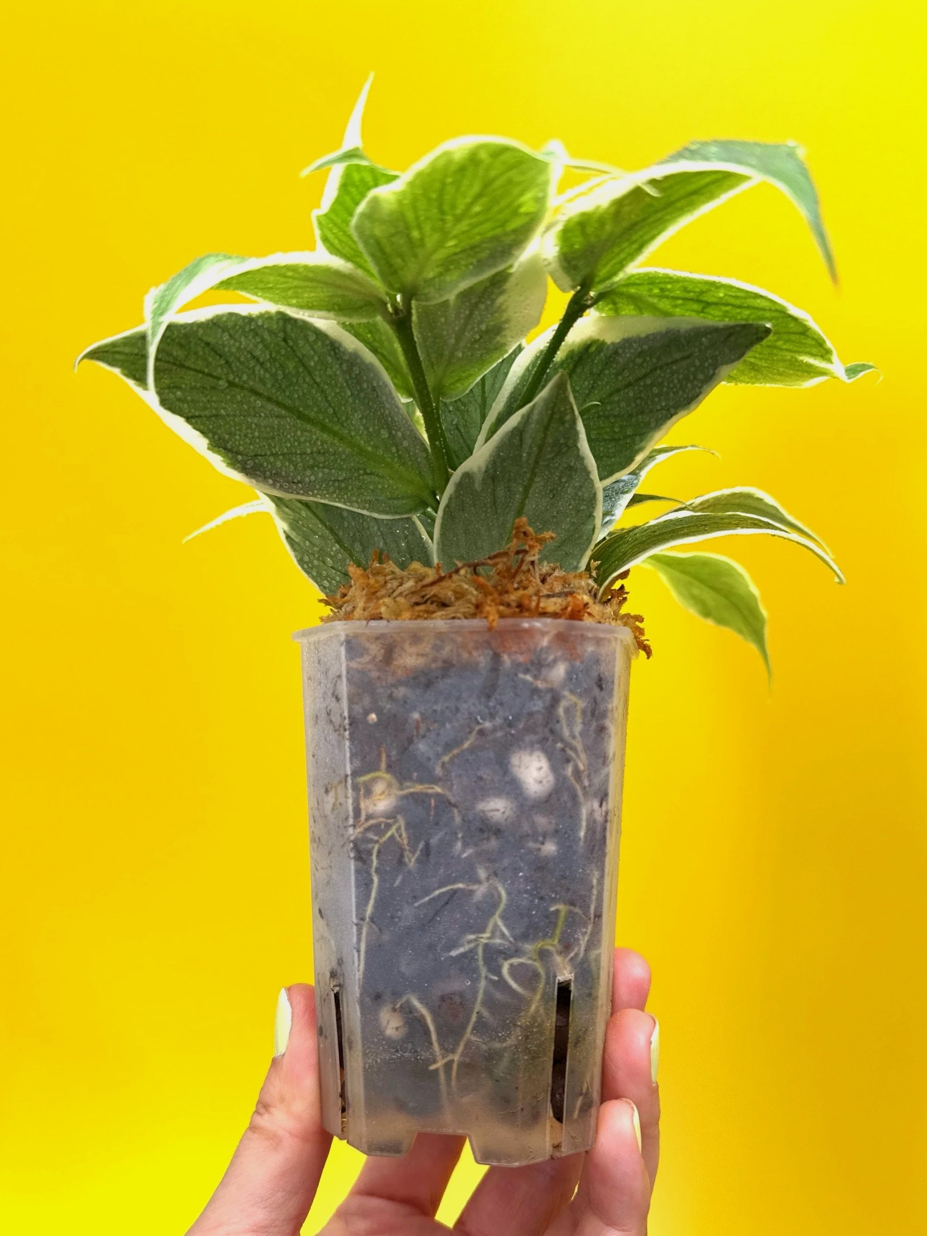 Hoya Polyneura Albomarginata | Shop Rare Hoya Houseplants in Sydney, Australia | Melty Plants E-Store, Online