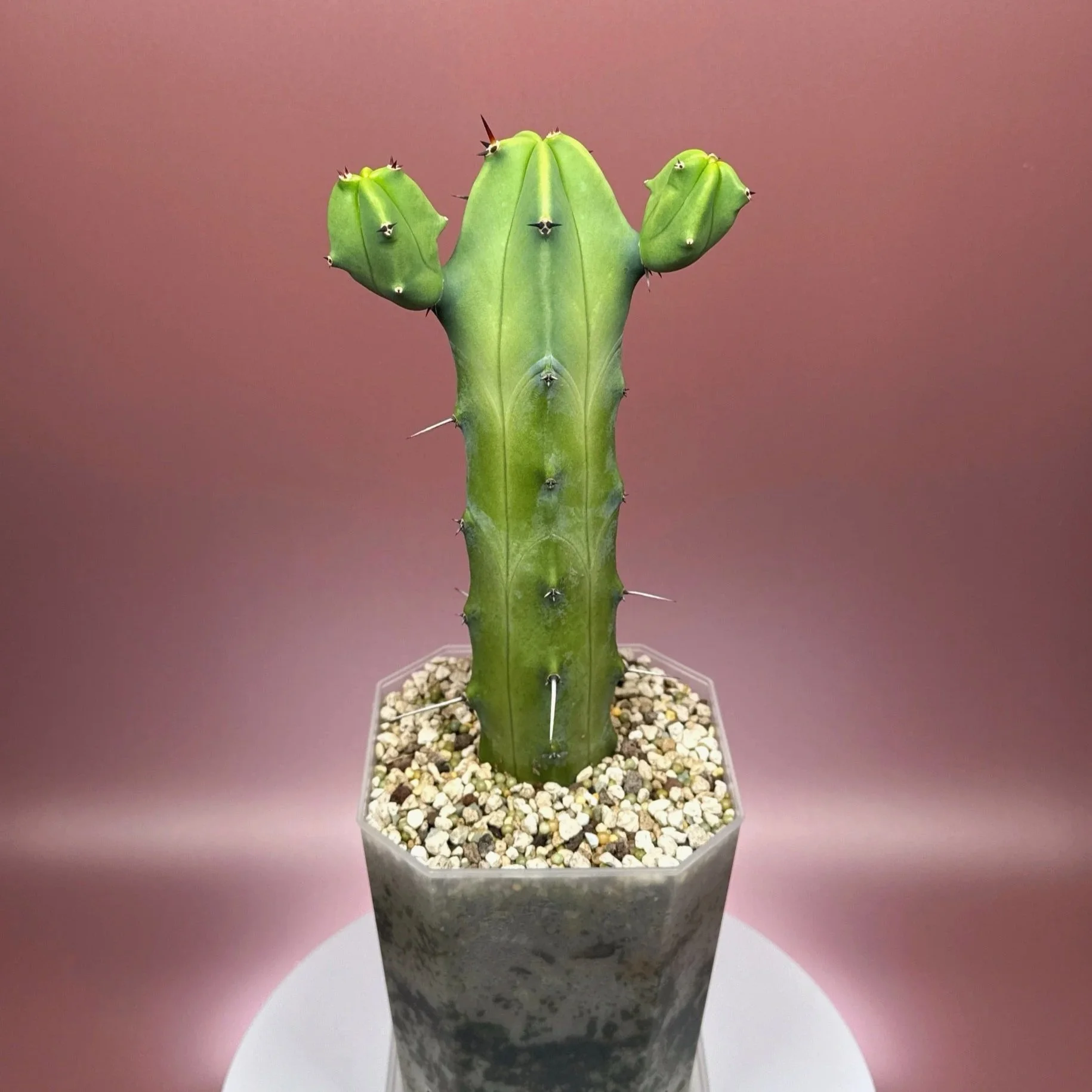 Cactus Myrtillocactus Geometrizans﻿ 'Blue Candle' | Shop Rare Blue Cacti in Sydney, Australia | Melty Plants E-Store, Online