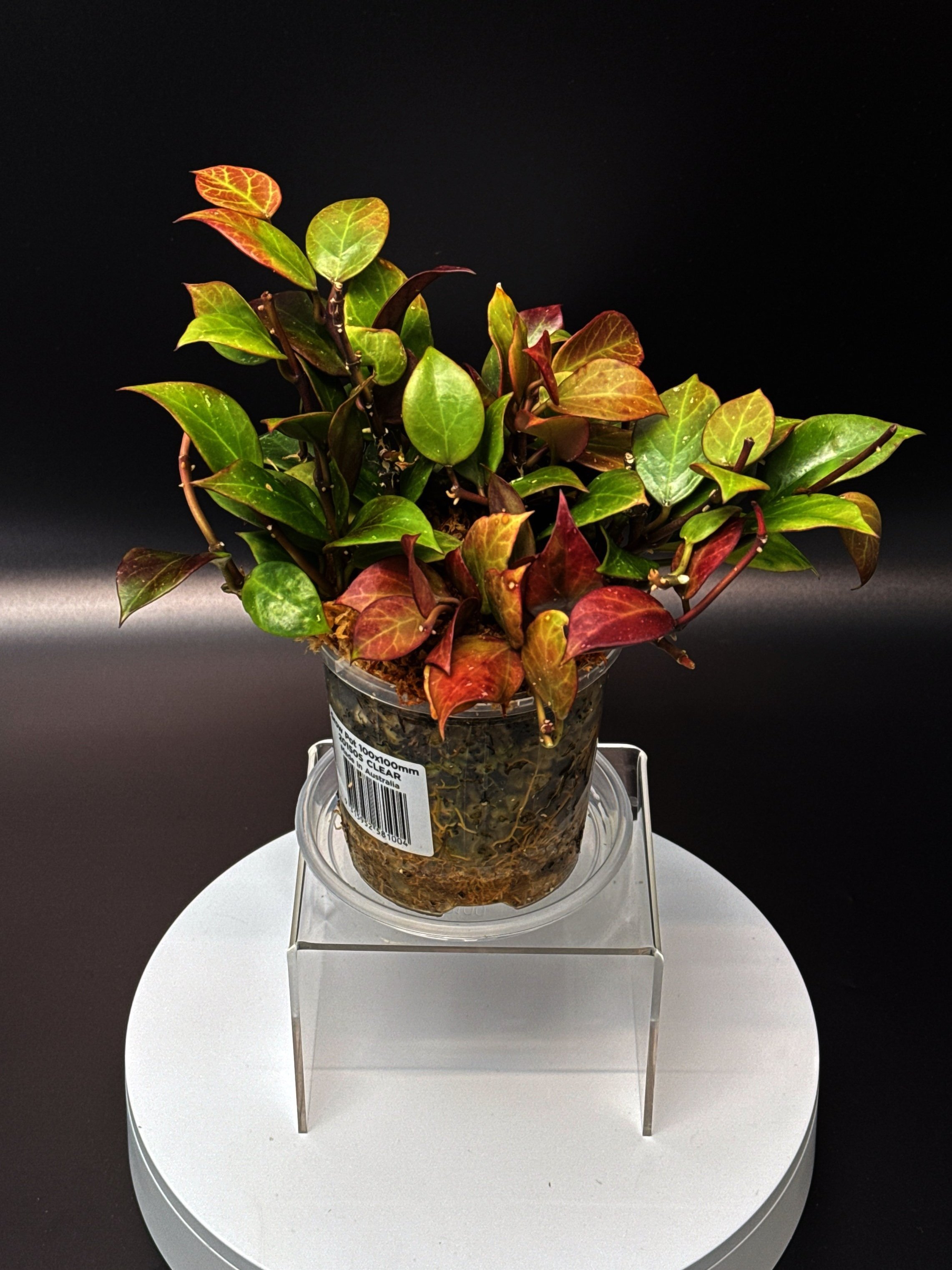 Medium Hoya Sunrise multi-planted in 100mm Clear Pot for sale | Shop Rare Hoya Houseplants in Sydney, Australia | Melty Plants E-Store, Online
