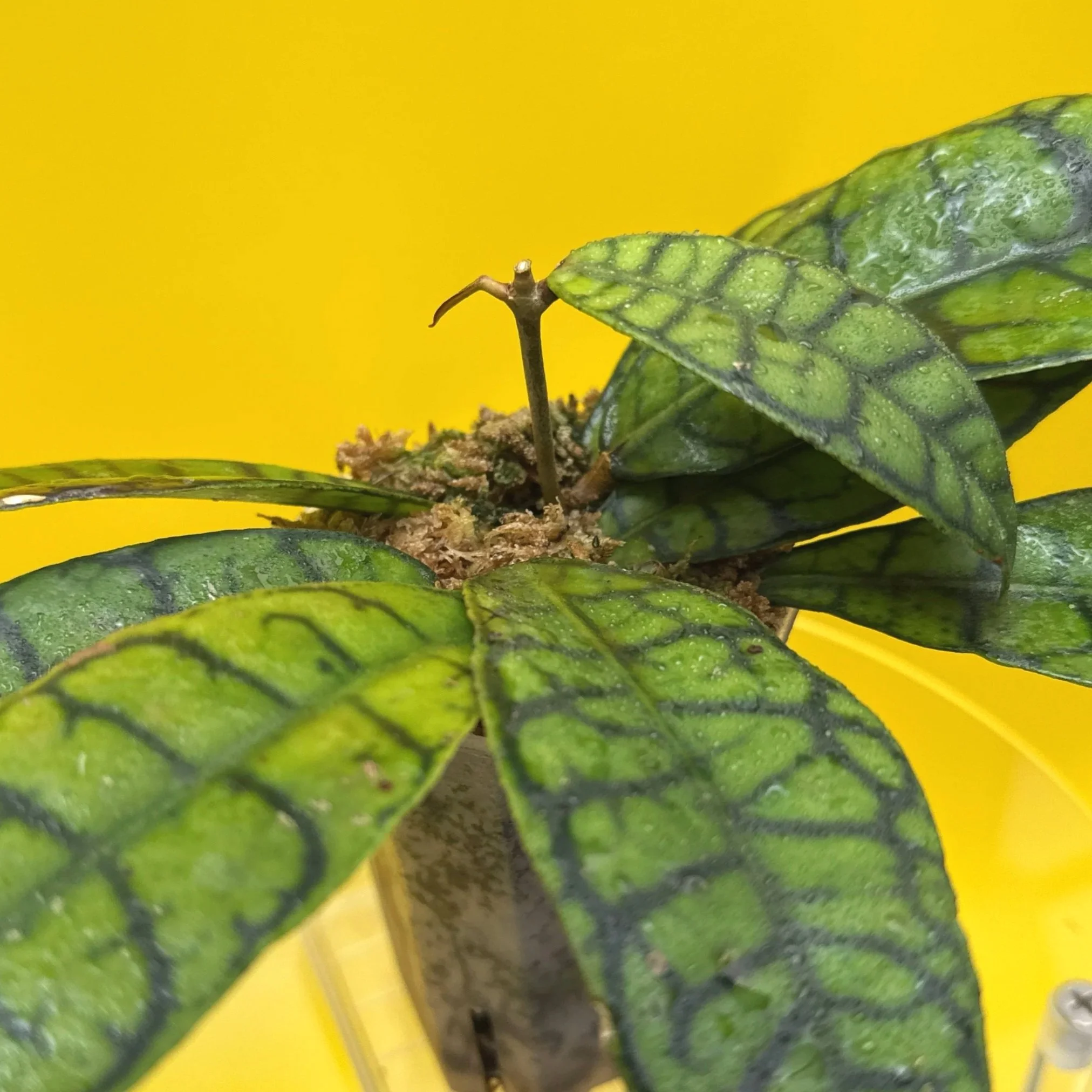 Hoya Callistophylla sp. Kalimantan | Shop Rare Hoya Plants in Sydney, Australia | Melty Plants Australia E-Store, Online