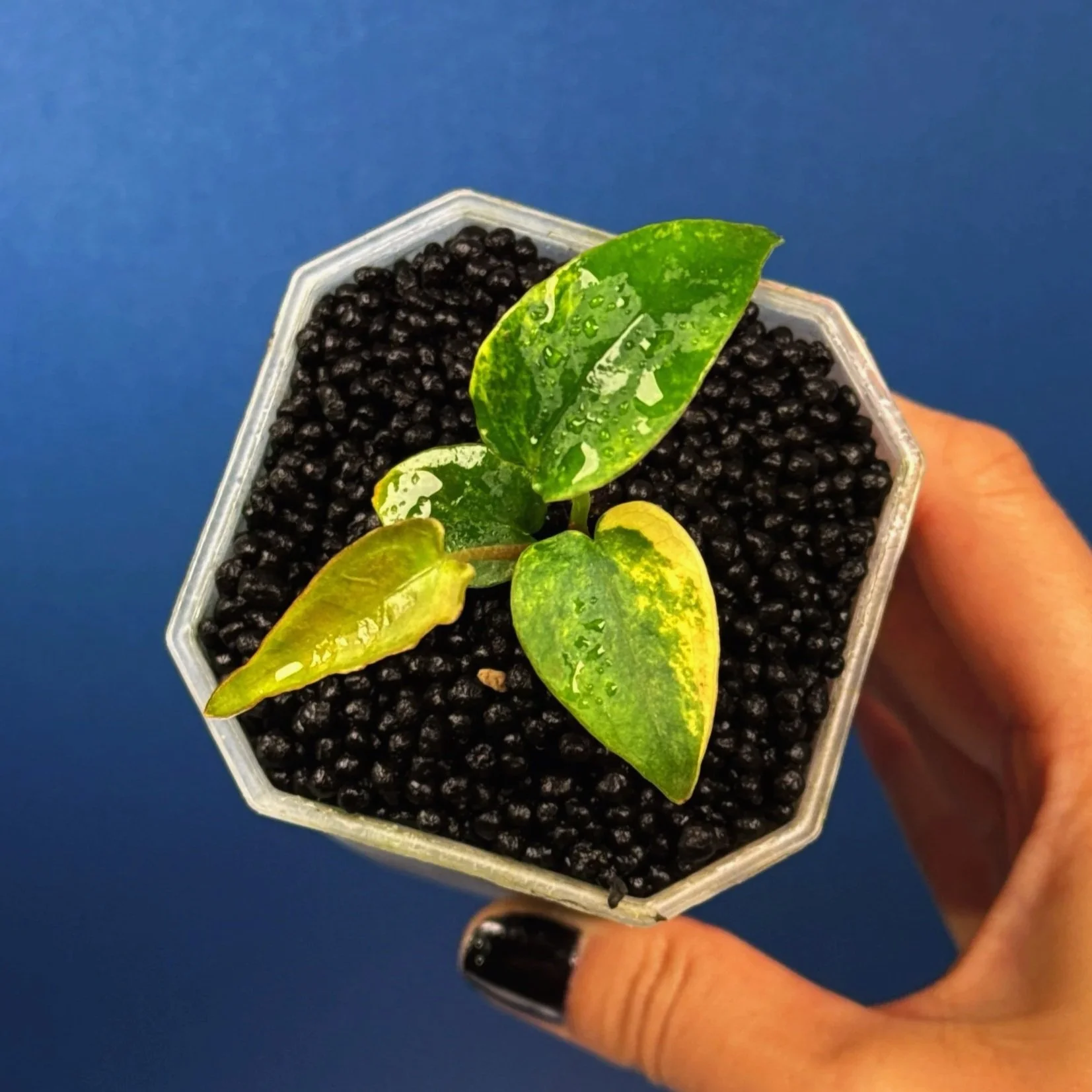 ANTHURIUM (Var. Forgetii x Dark Pap) x Aus Black Cherry Red – Variegated