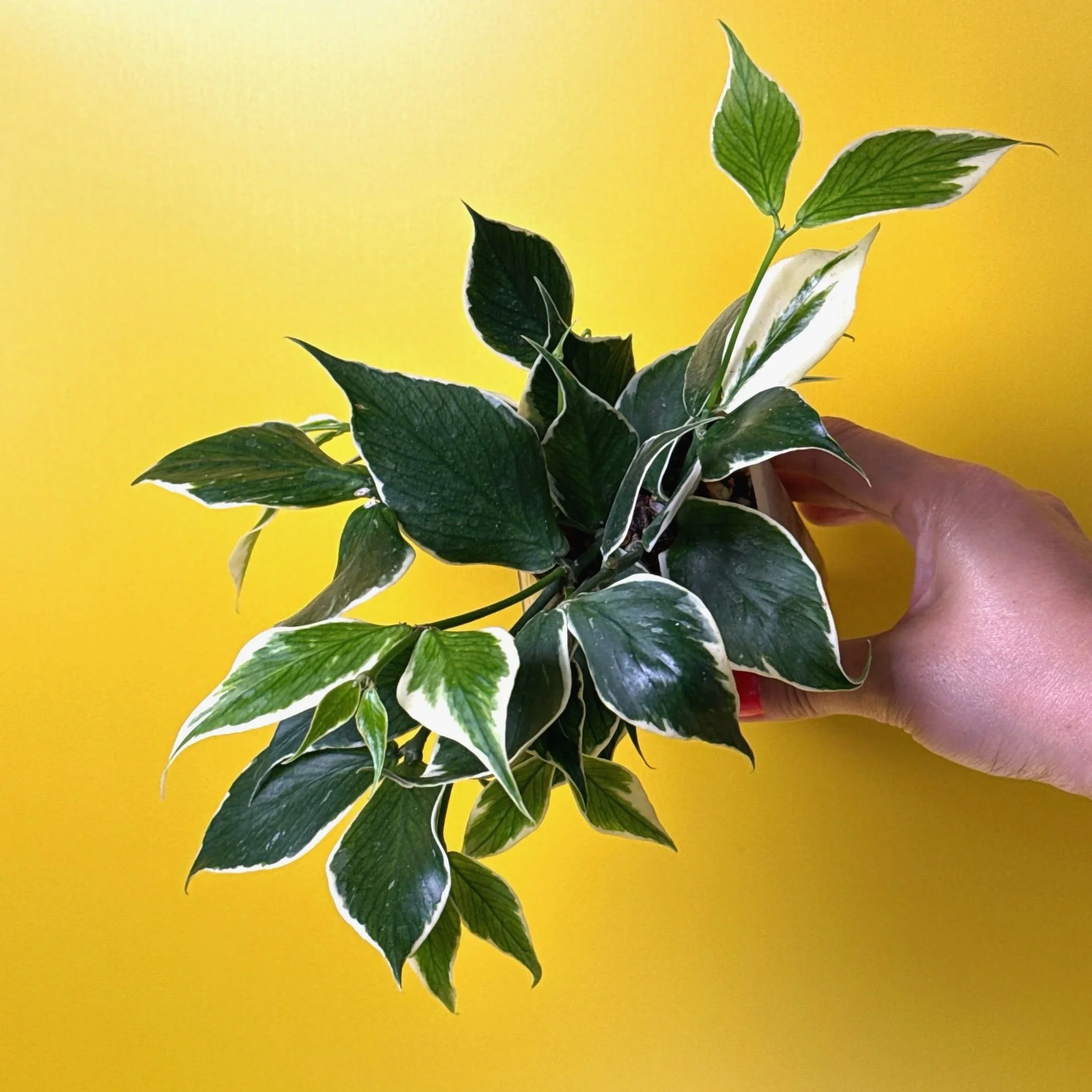 Hoya Polyneura Albomarginata | Shop Rare Hoya Houseplants in Sydney, Australia | Melty Plants E-Store, Online