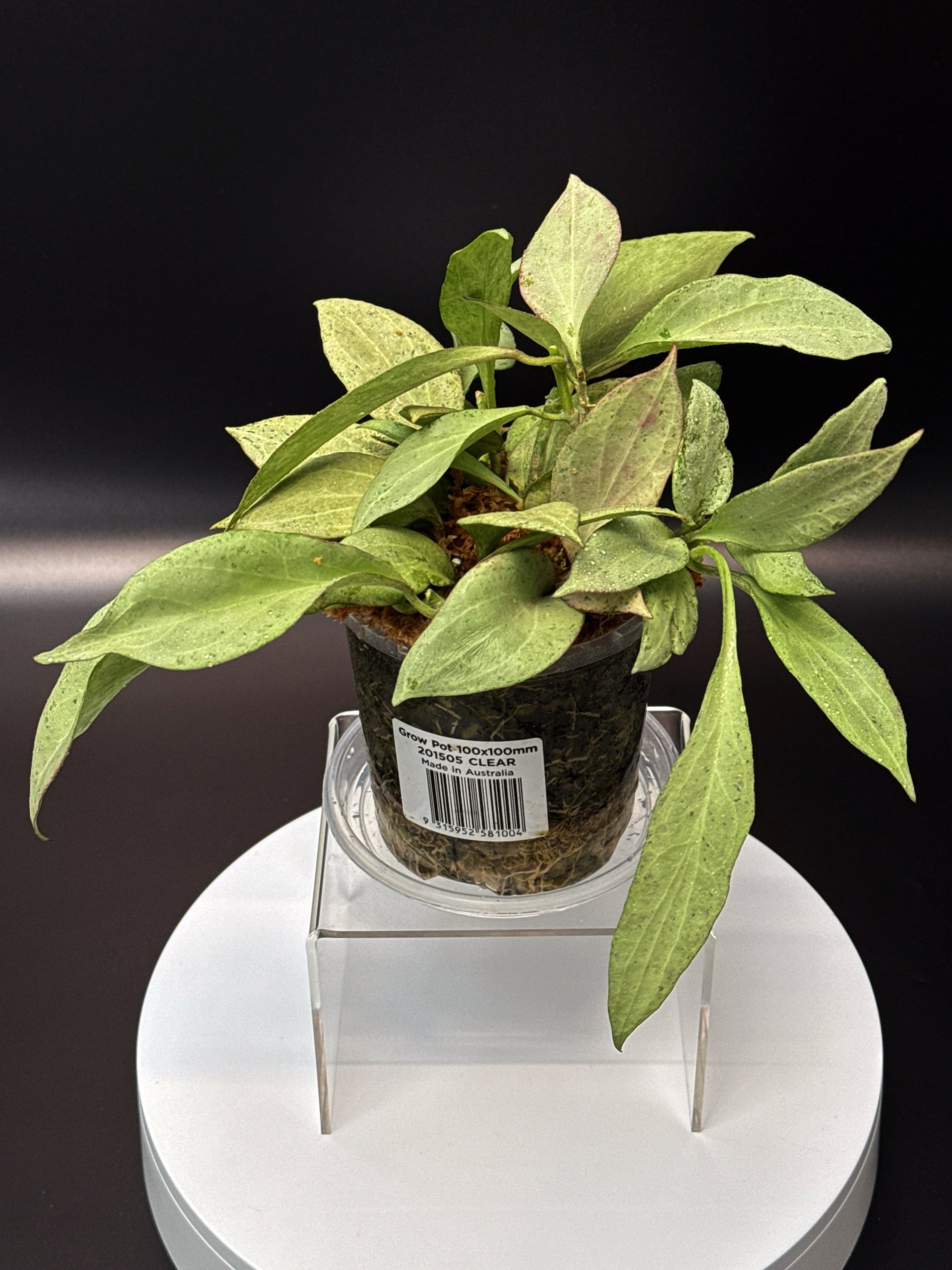 Hoya Nicholsoniae New Guinea Ghost multi-planted in 100mm Clear Pot for sale | Shop Rare Hoya Houseplants in Sydney, Australia | Melty Plants E-Store, Online