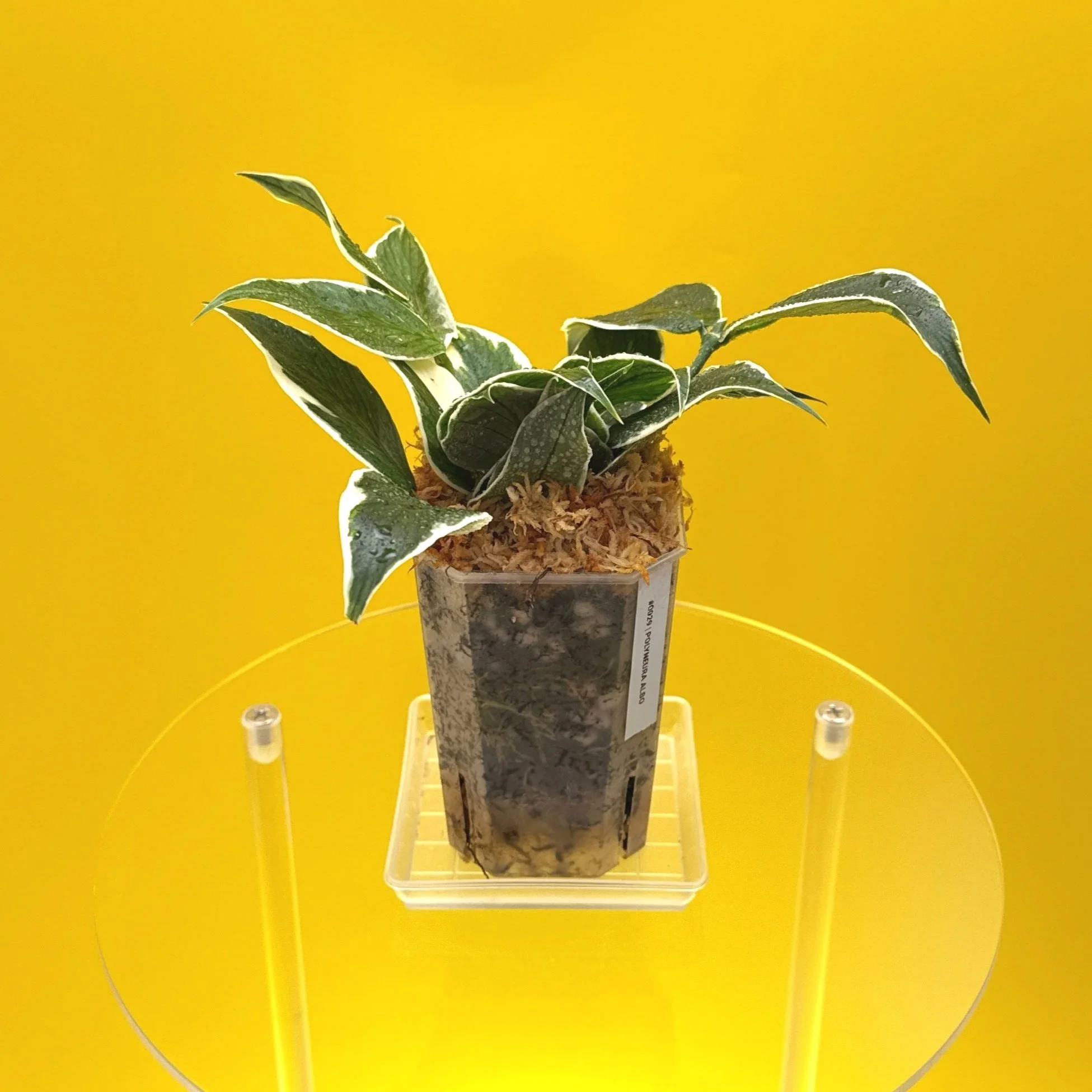 Hoya Polyneura Albomarginata | Shop Rare Hoya Houseplants in Sydney, Australia | Melty Plants E-Store, Online