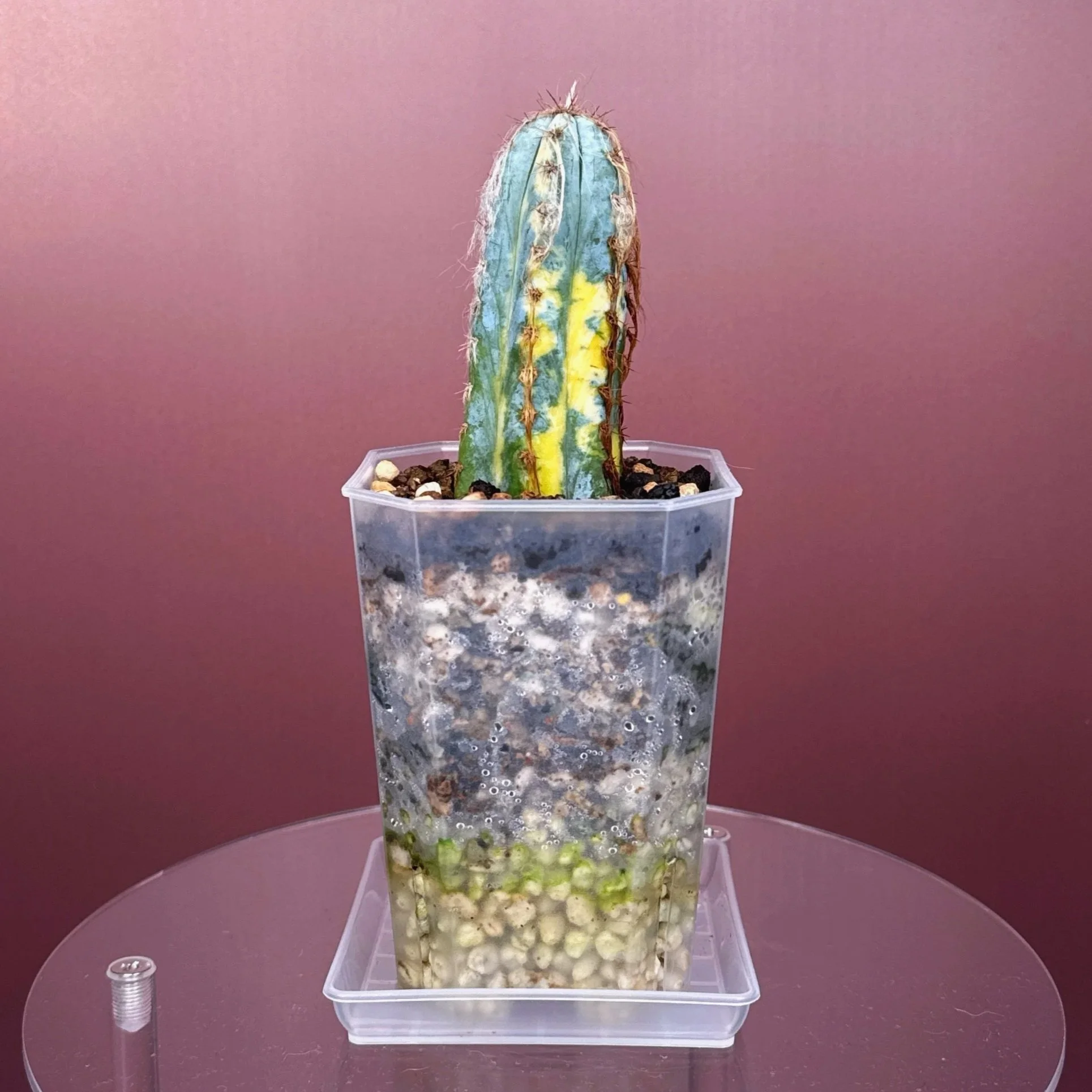 Pilosocereus Glaucescens Cv 'Heinz' Variegated | Shop rare and variegated Cacti in Sydney, Australia | Melty Plants E-Store, Online