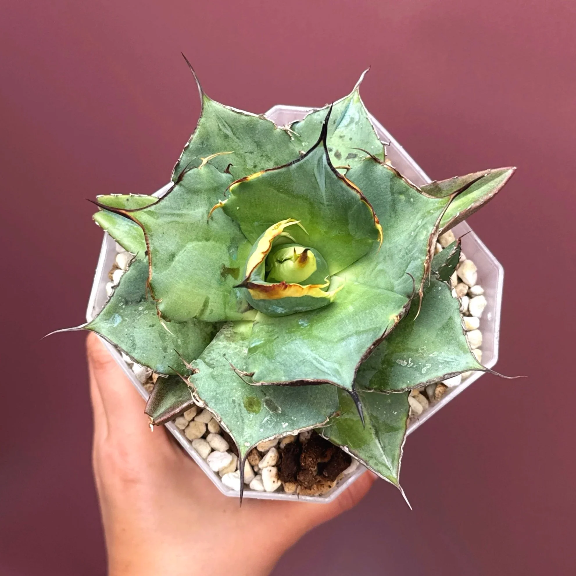 AGAVE Titanota 'Sierra Mixteca'
