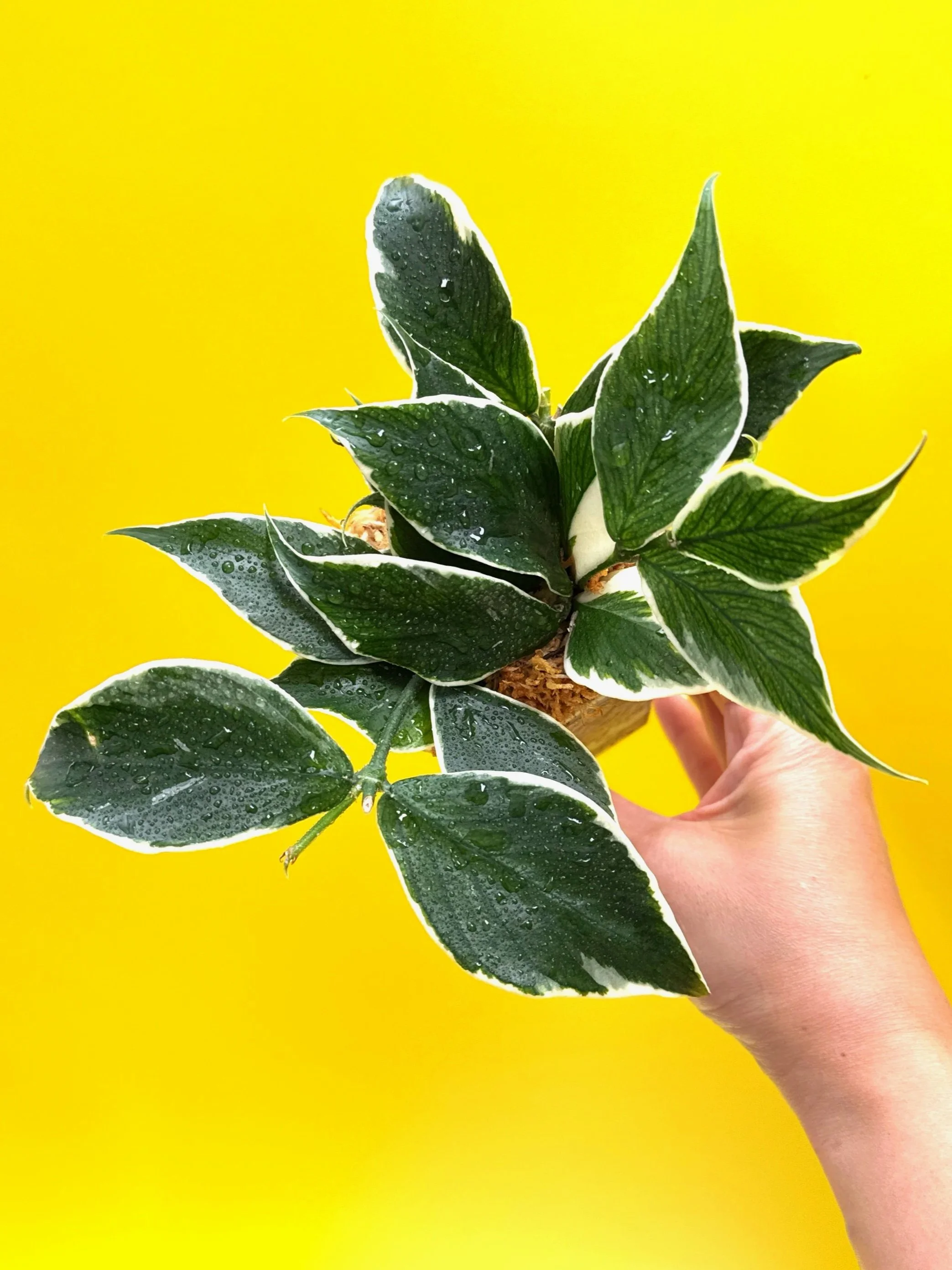 Hoya Polyneura Albomarginata | Shop Rare Hoya Houseplants in Sydney, Australia | Melty Plants E-Store, Online