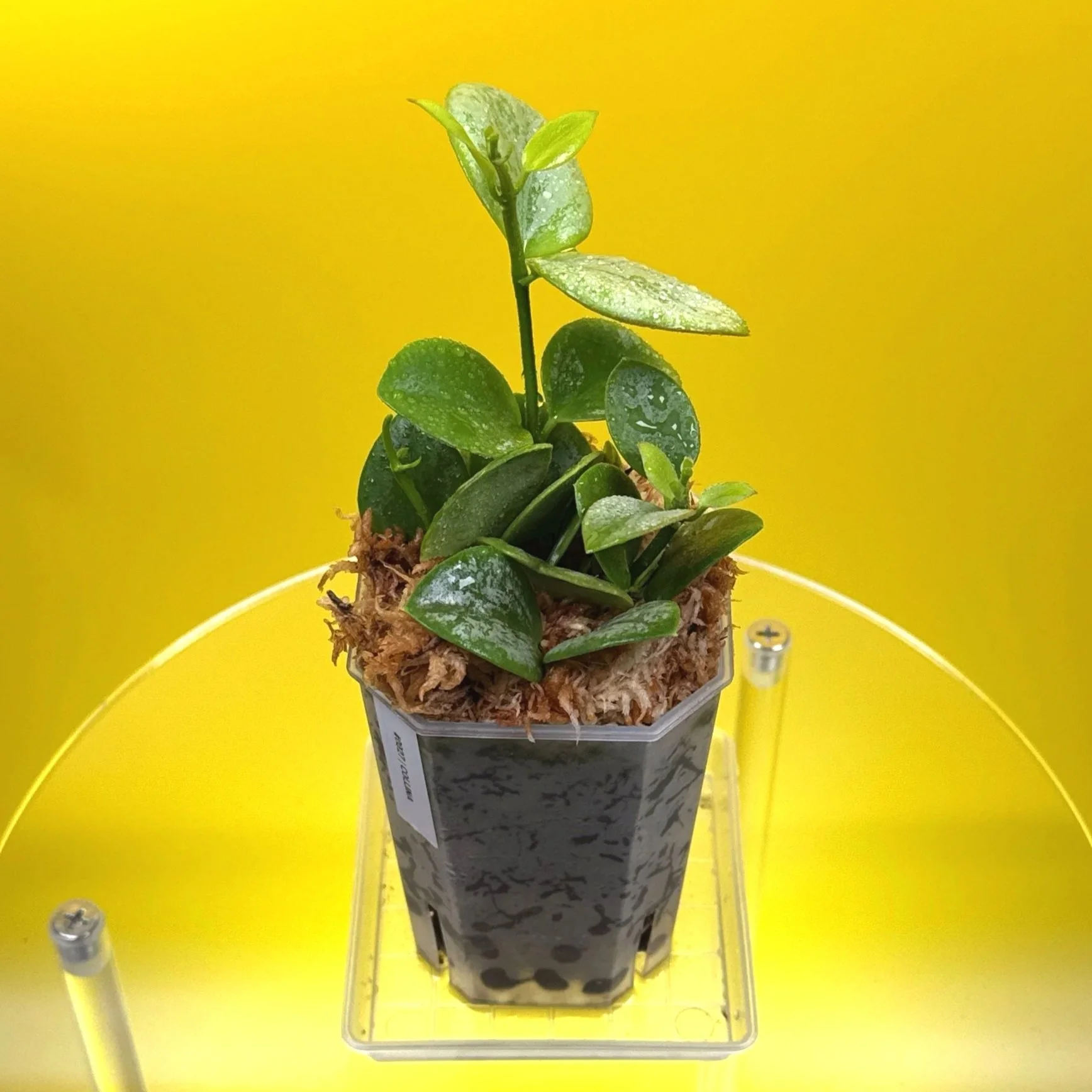 Hoya Collina in a small clear square pot for sale | Shop Rare Hoya Plants in Sydney, Australia | Melty Plants E-Store, Online