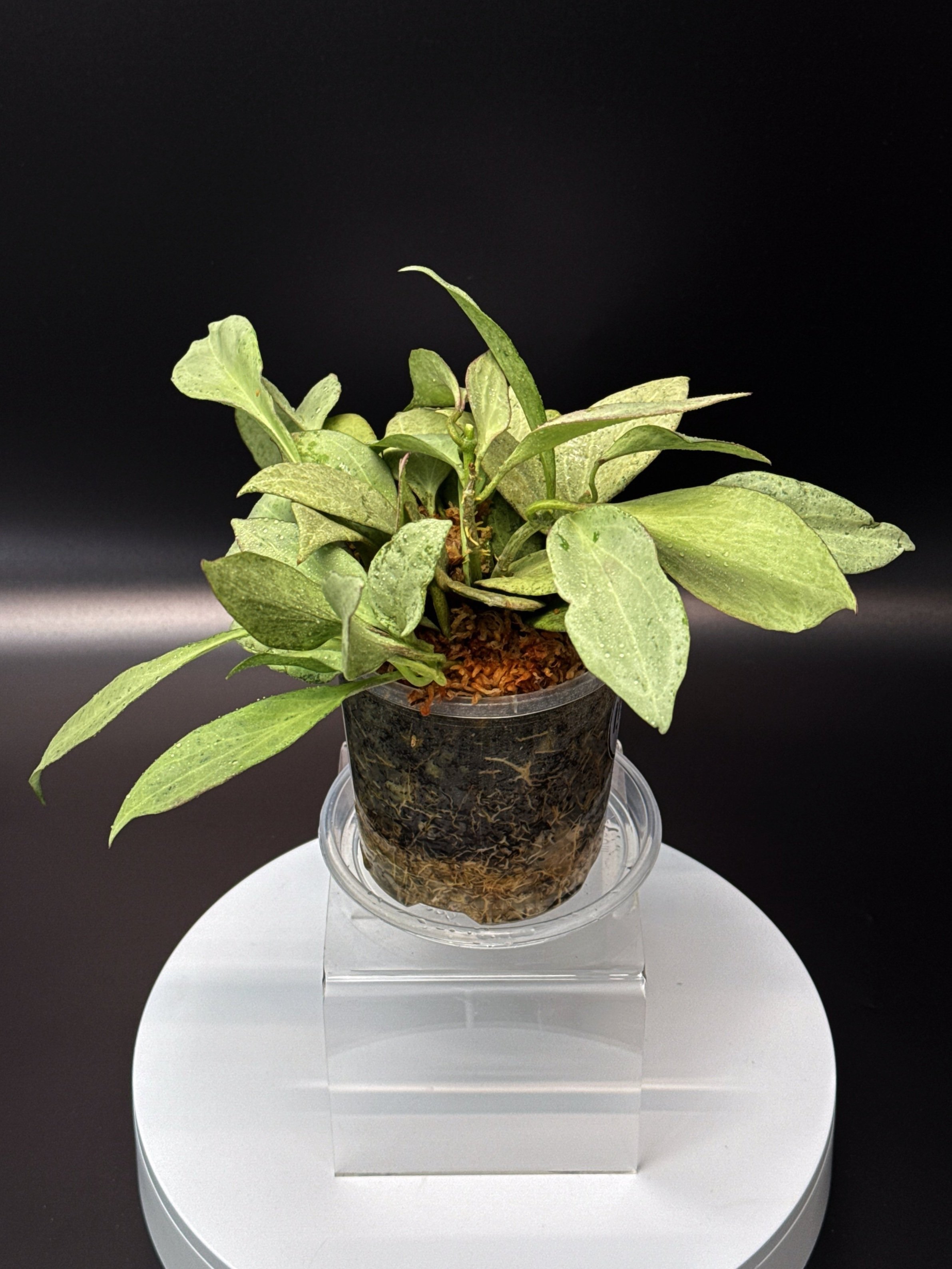 Hoya Nicholsoniae New Guinea Ghost multi-planted in 100mm Clear Pot for sale | Shop Rare Hoya Houseplants in Sydney, Australia | Melty Plants E-Store, Online