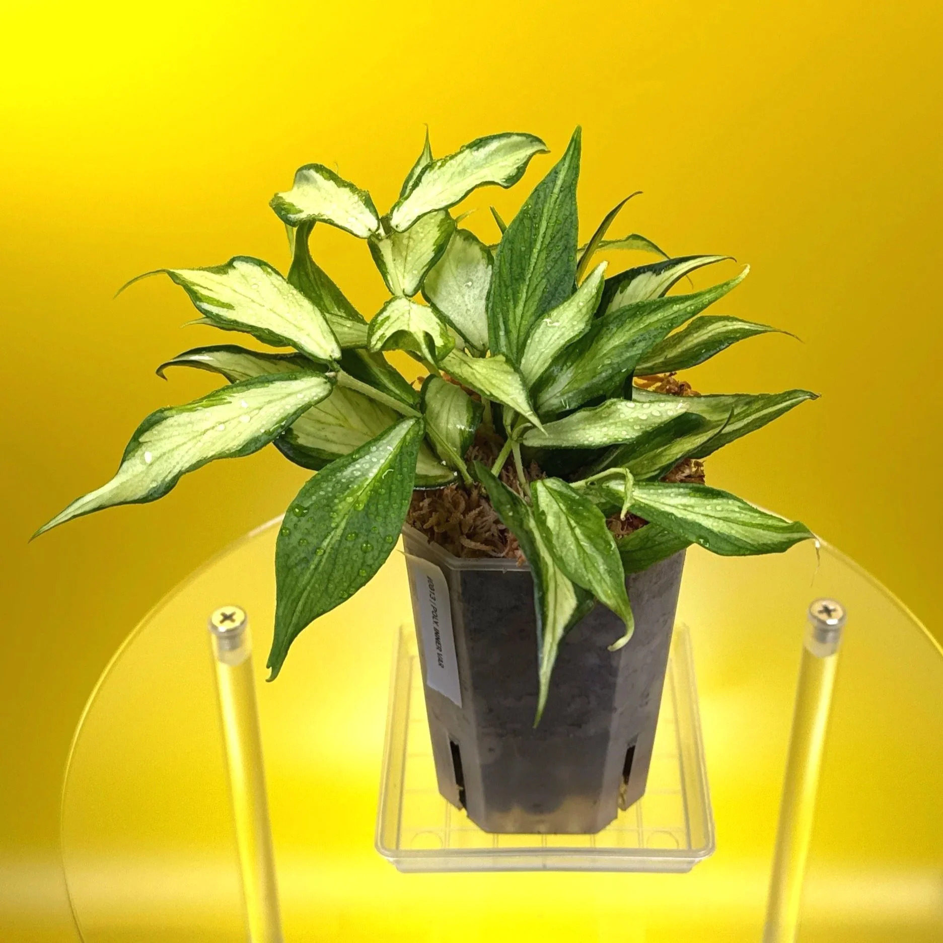 Hoya Polyneura Albomarginata Inner Variegated multi-planted in Small Square Clear Pot for sale | Shop Rare Variegated Hoya Houseplants in Sydney, Australia | Melty Plants E-Store, Online