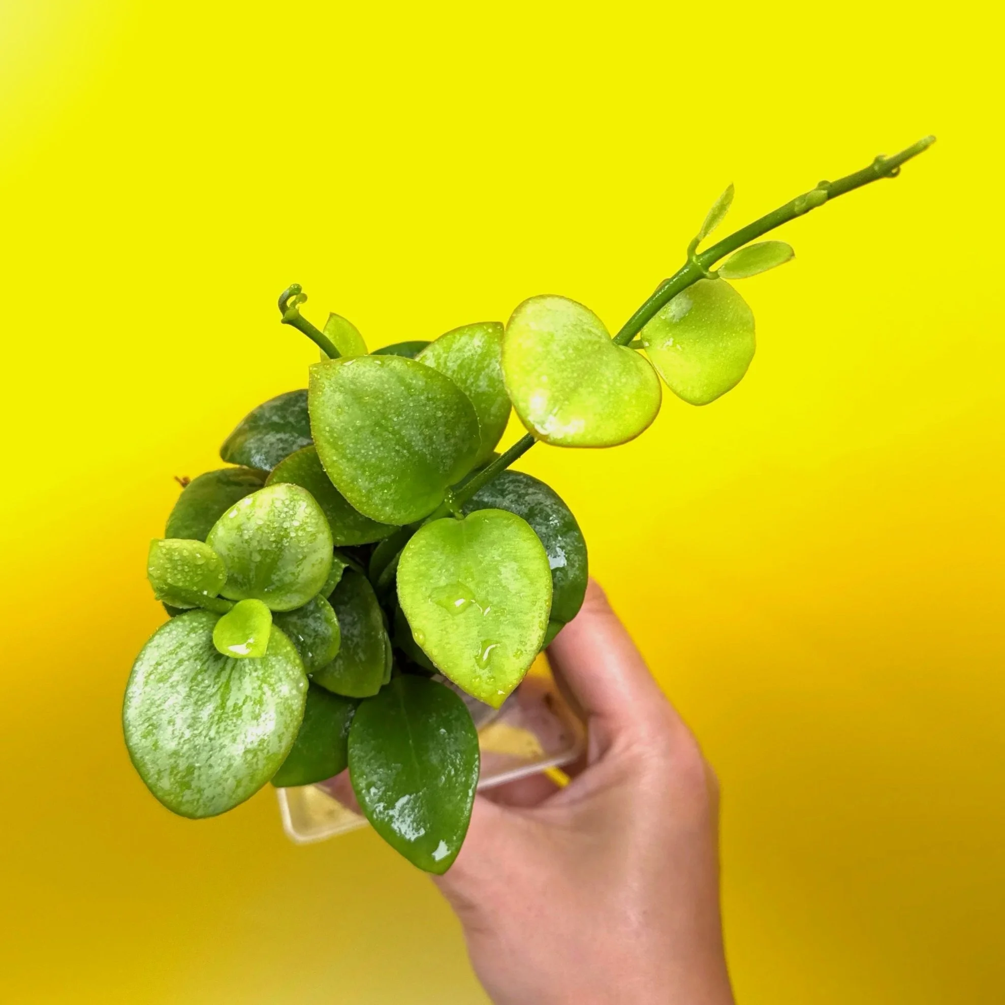 Hoya Collina in a small clear square pot for sale | Shop Rare Hoya Plants in Sydney, Australia | Melty Plants E-Store, Online