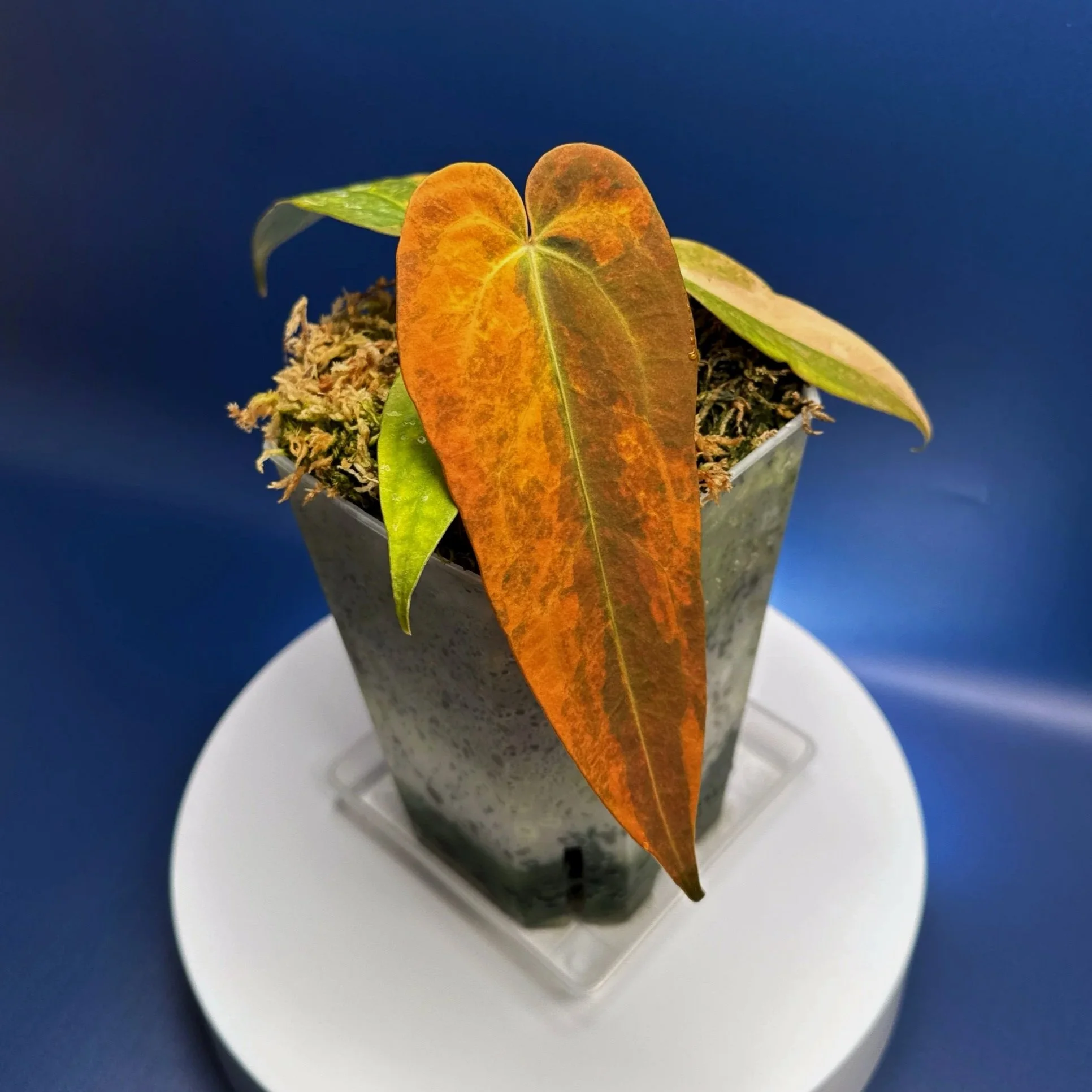 Mother Plant Anthurium (Var. Forgetii x Dark Pap) x Aus Black Cherry Red – Variegated | Shop Ultra Rare Variegated Anthuriums online from Sydney, Australia | Melty Plants E-Store, Online