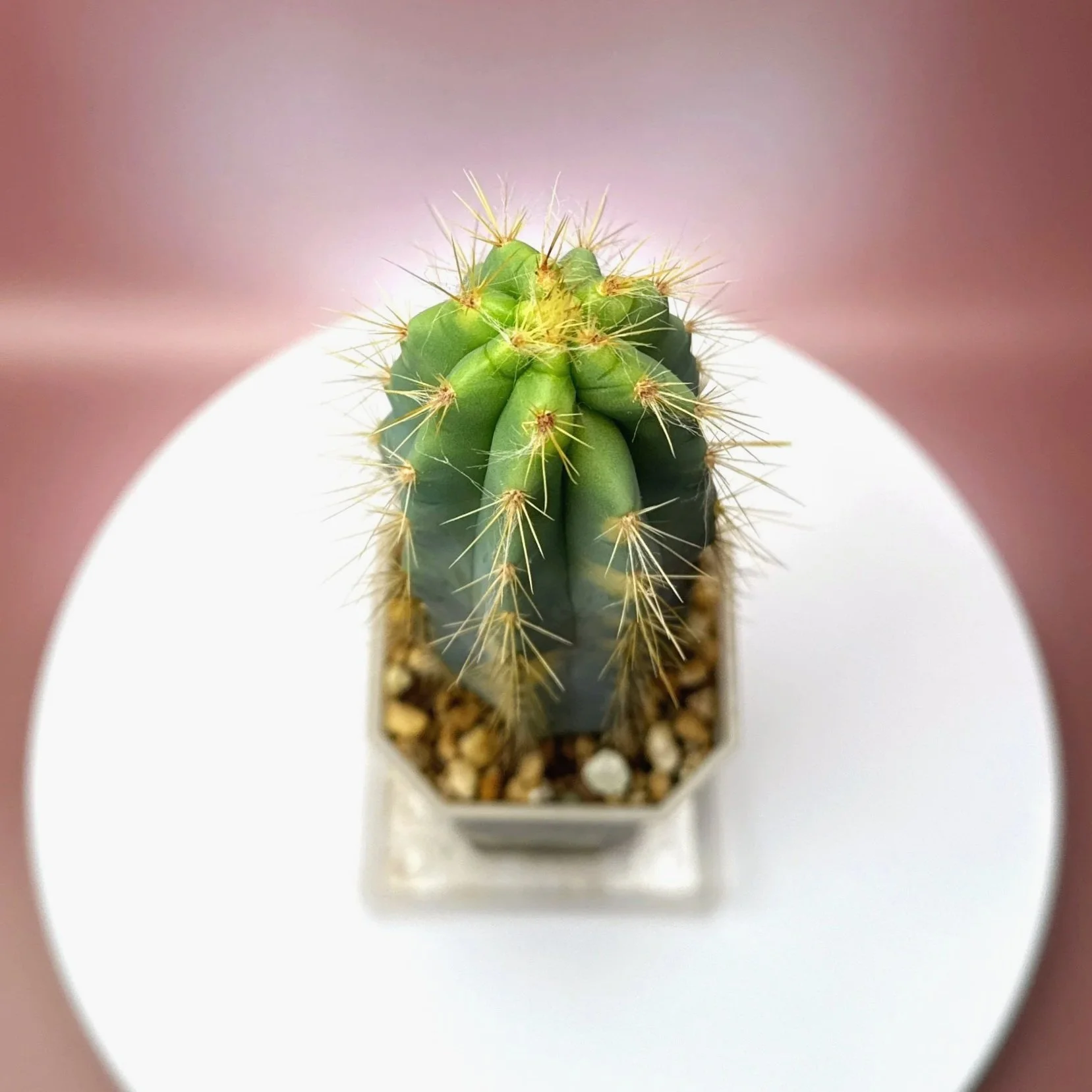 Highly desired and ultra rare Cactus Pilosocereus Pachycladus﻿ Variegated in a medium square sized clear pot for sale from Melty Plants Australia Sydney online store.