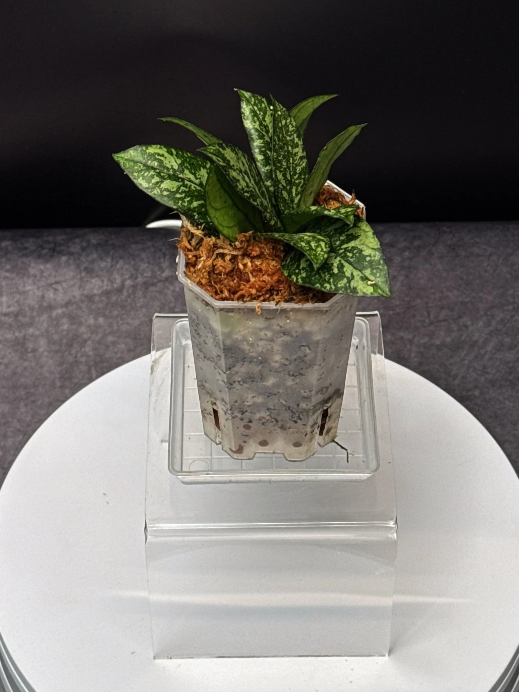 Hoya Crassipetiolata Splash multi-planted in a small square pot for sale | Shop Rare Hoya Houseplants in Sydney, Australia | Melty Plants E-Store, Online