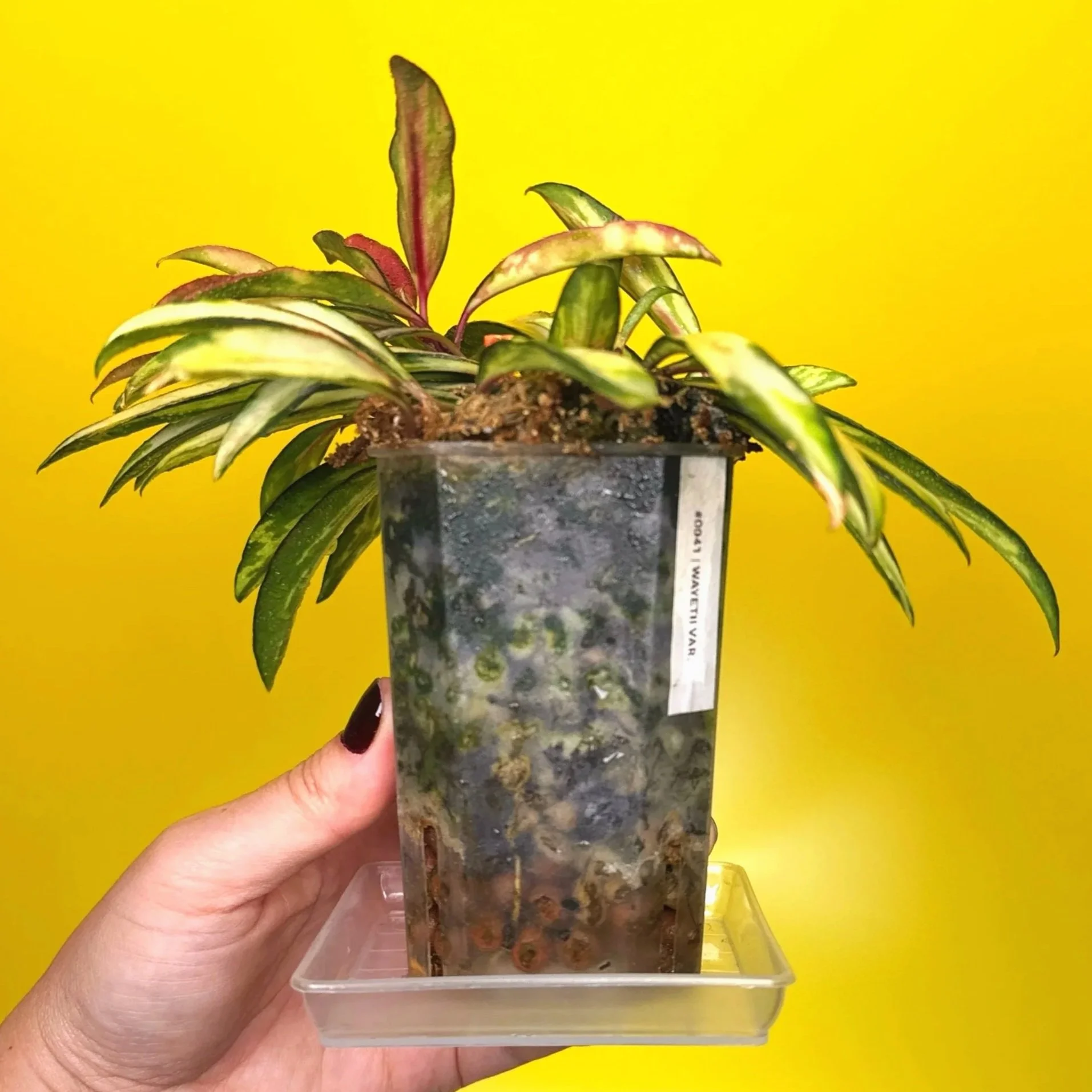 Hoya Wayetii Variegata | Shop Rare and Variegated Hoya Houseplants in Sydney, Australia | Melty Plants Australia E-Store, Online