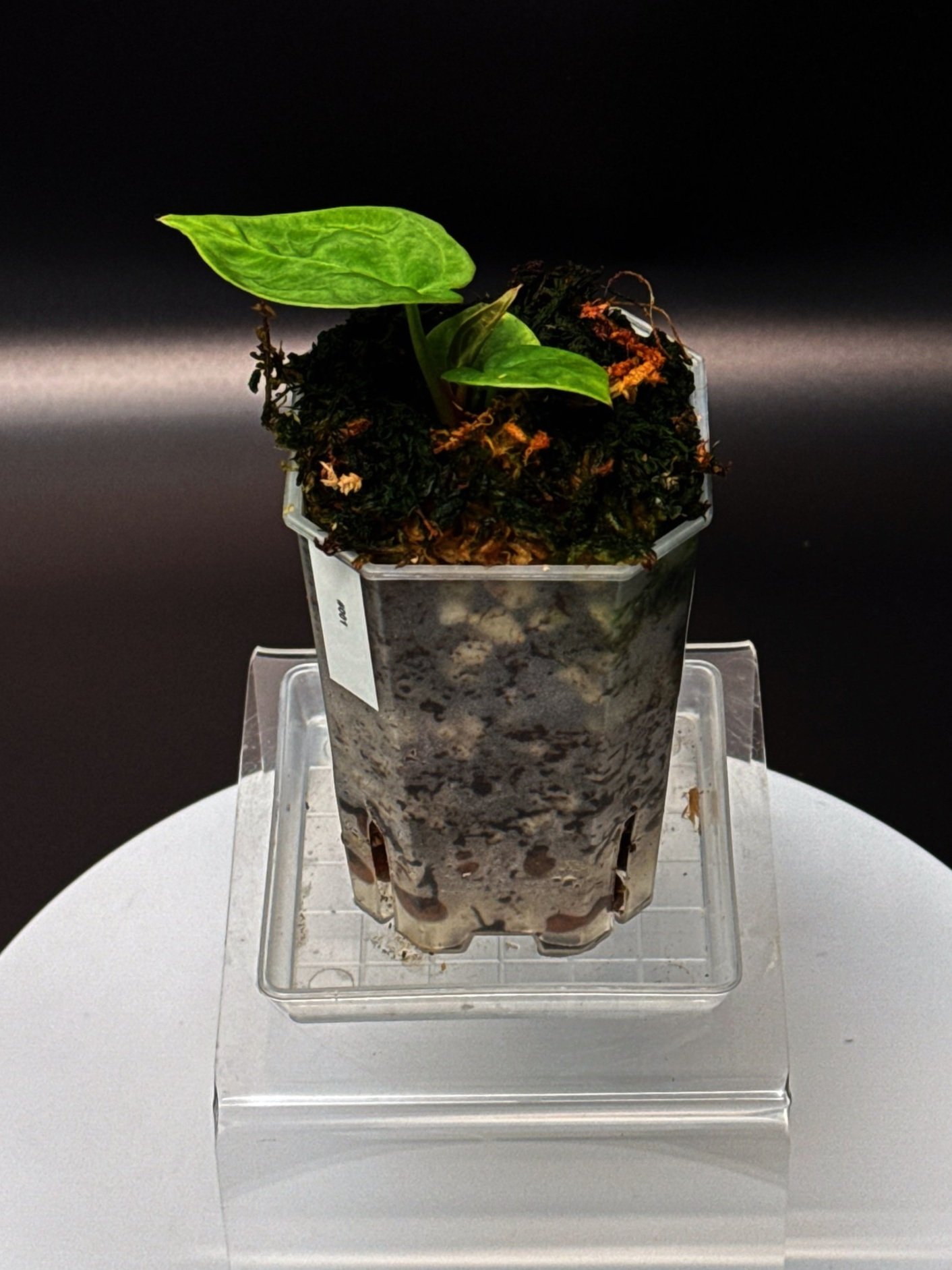 ANTHURIUM DORAS FORGETII | ANTHURIUM DORAYAKI X DARK FORGETII | SHOP RARE AUSTRALIAN ANTHURIUM HYBRID HOUSEPLANTS | MELTY PLANTS E-STORE, ONLINE
