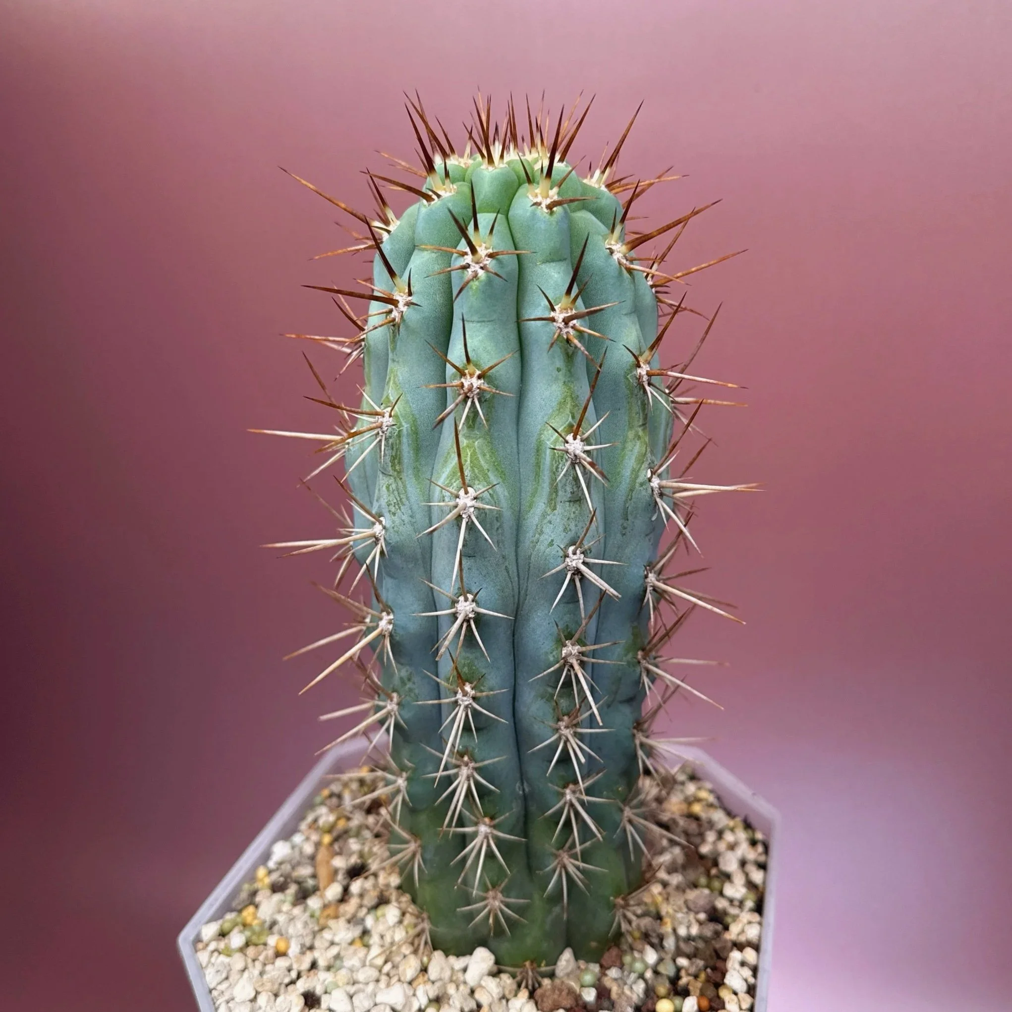 Cactus Azureocereus Hertlingianus 'Browningia Hertlingiana' | Shop Rare Blue Cacti in Sydney, Australia | Melty Plants E-Store, Online