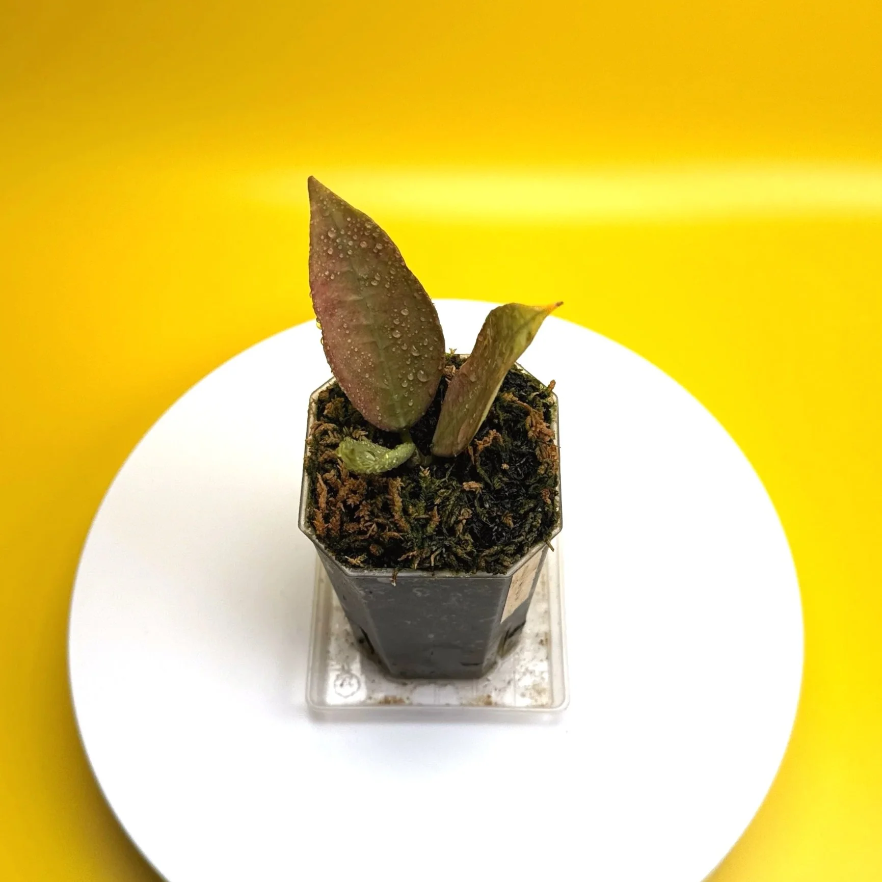 Hoya Sp. Germany Silver | Shop Rare Silver Hoya Houseplants from Sydney, Australia | Melty Plants E-Store Online