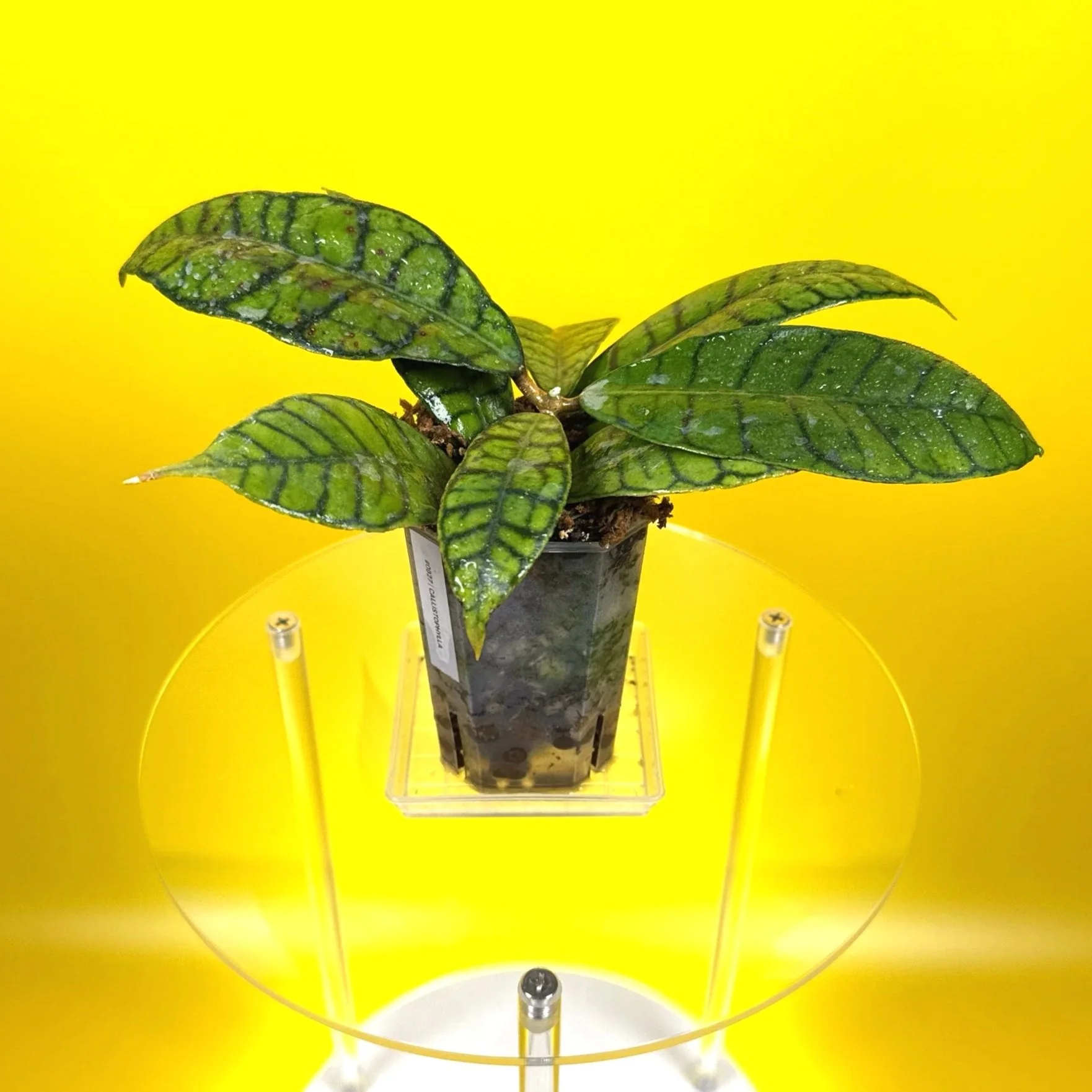 Hoya Callistophylla sp. Kalimantan | Shop Rare Hoya Plants in Sydney, Australia | Melty Plants Australia E-Store, Online