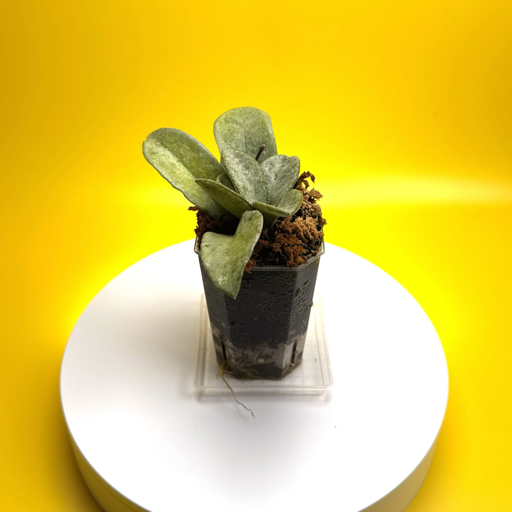 shot copy 3.jpg