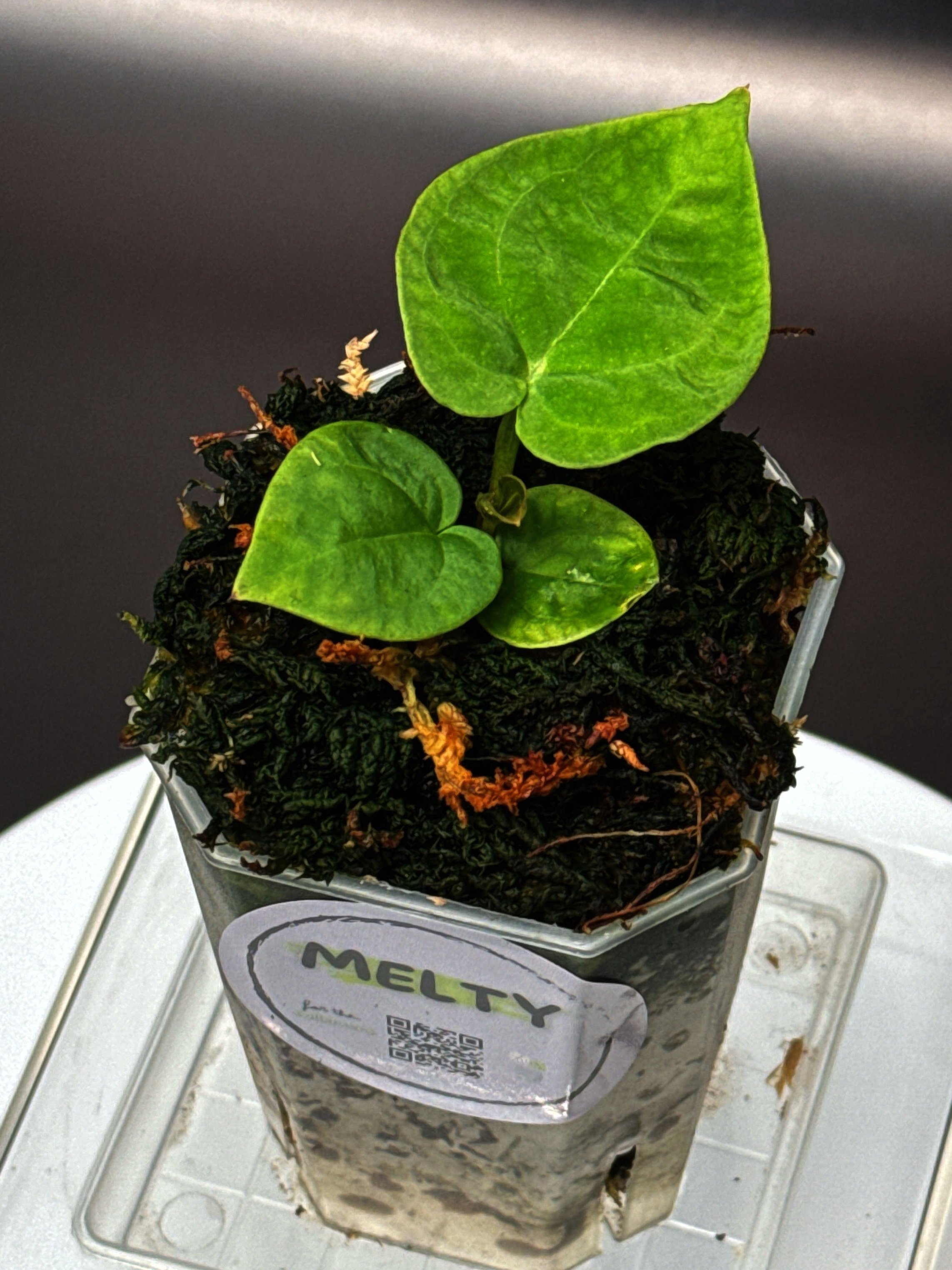 ANTHURIUM DORAS FORGETII | ANTHURIUM DORAYAKI X DARK FORGETII | SHOP RARE AUSTRALIAN ANTHURIUM HYBRID HOUSEPLANTS | MELTY PLANTS E-STORE, ONLINE