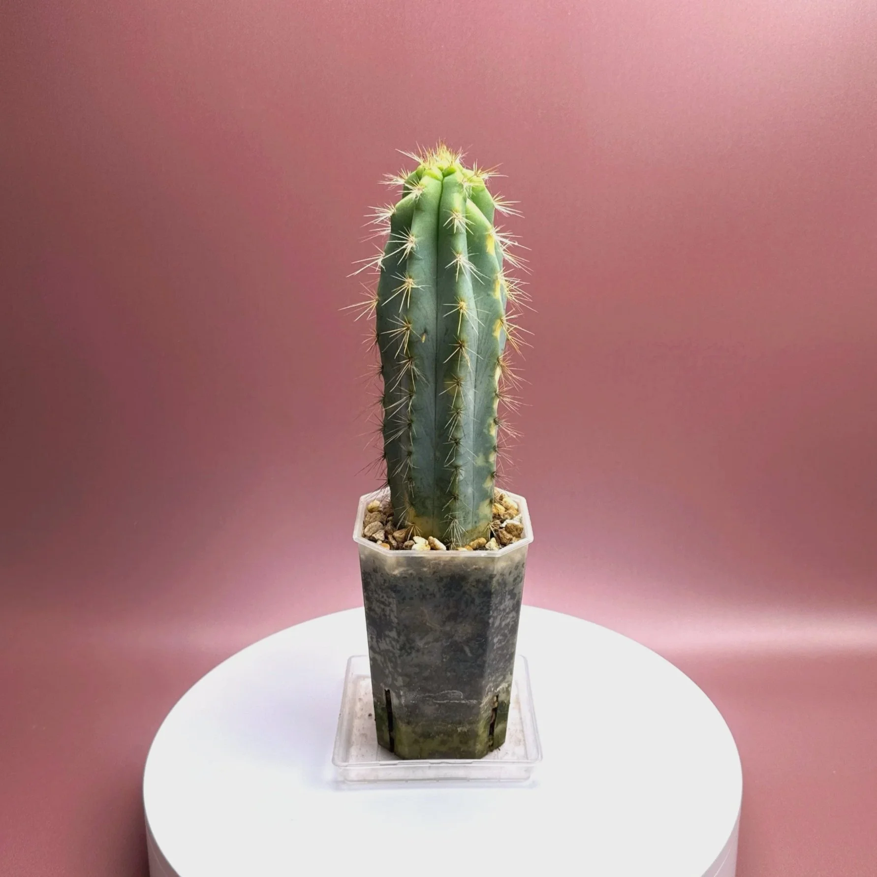 Highly desired and ultra rare Cactus Pilosocereus Pachycladus﻿ Variegated in a medium square sized clear pot for sale from Melty Plants Australia Sydney online store.