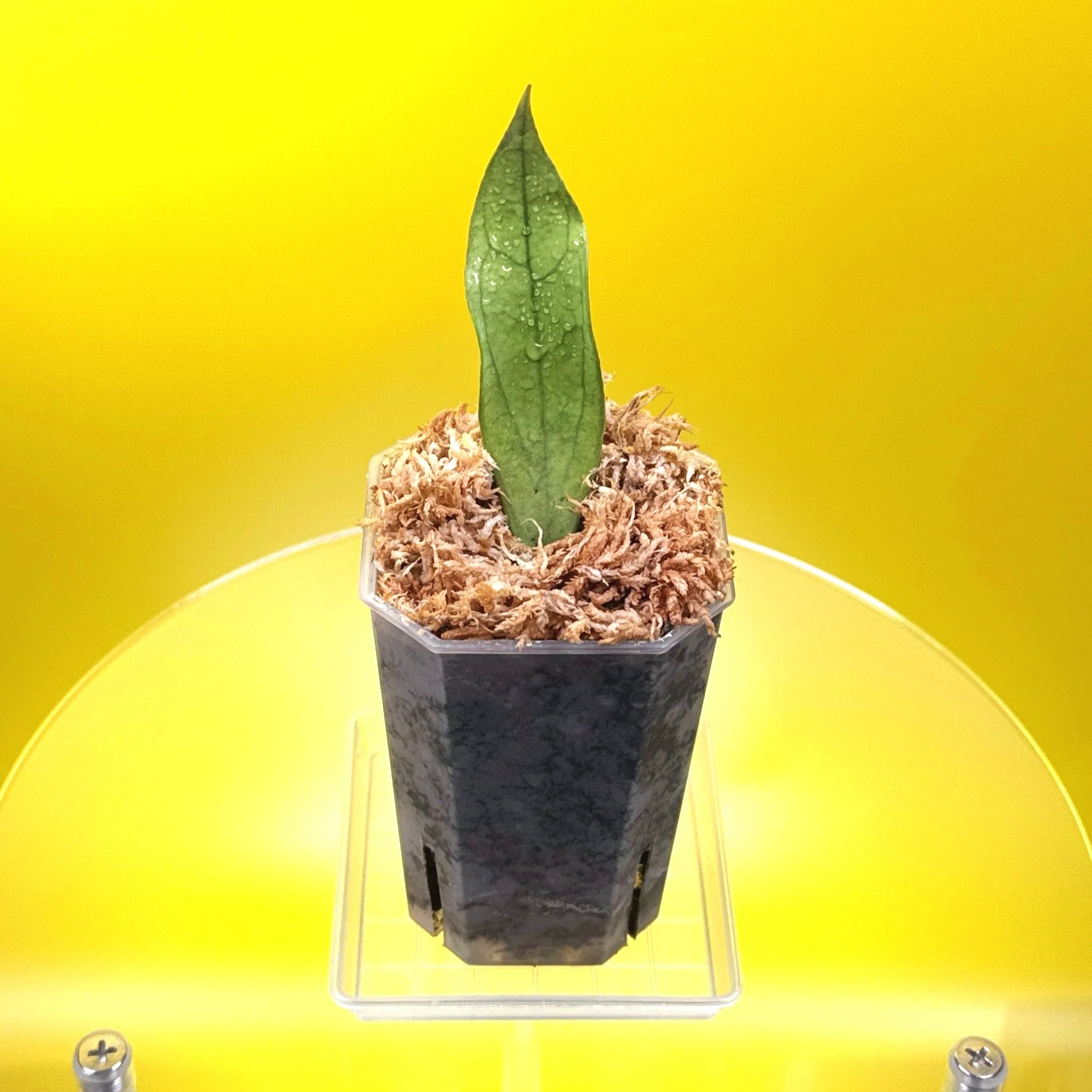 Hoya Sp. Germany Silver | Shop Rare Silver Hoya Houseplants from Sydney, Australia | Melty Plants E-Store Online