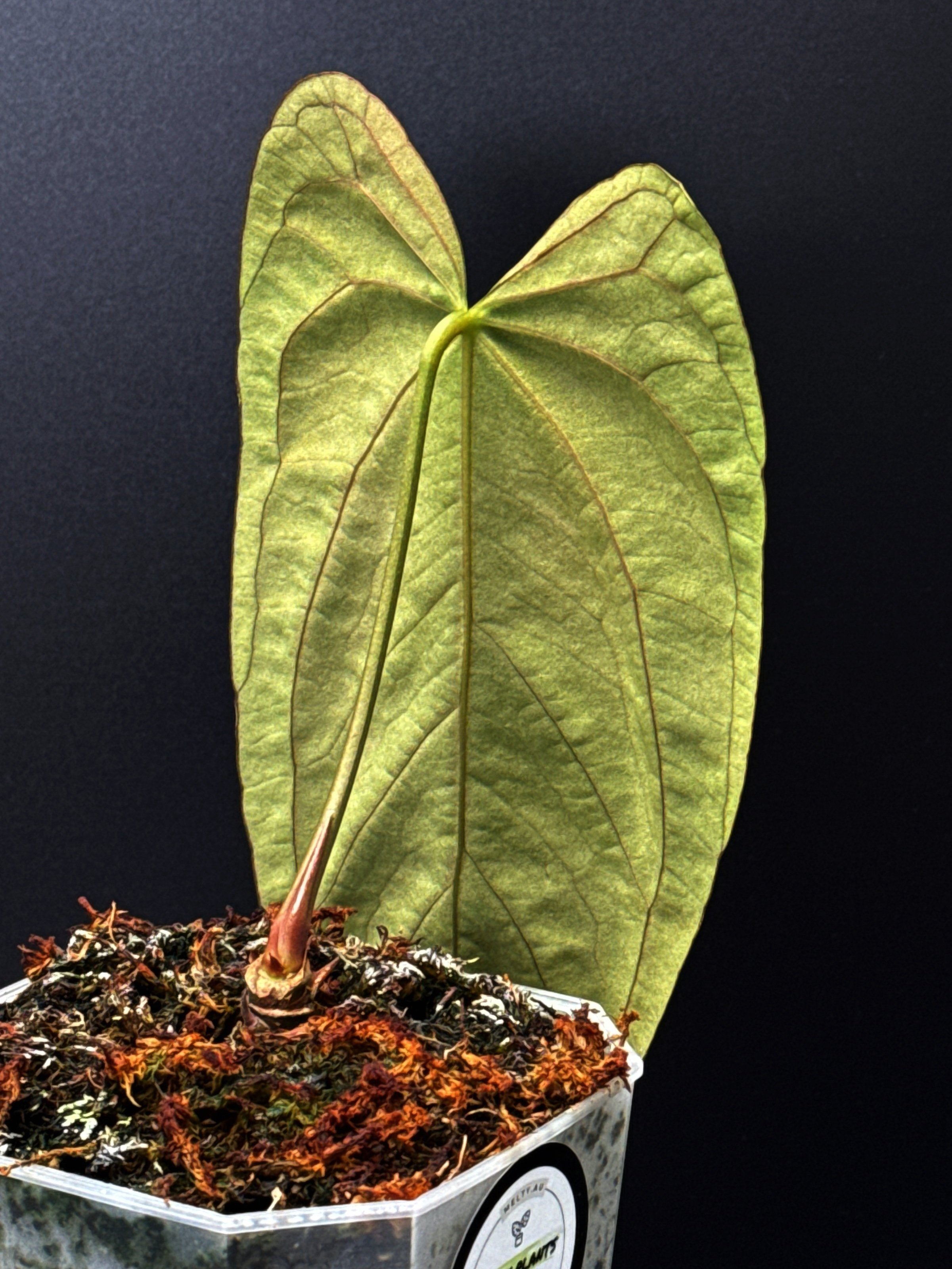 Anthurium Midnight Port: Midnight Velvet 'Hurricane' x Indonesian Portillae) | Shop Rare Anthurium Houseplants in Sydney, Australia | Melty Plants E-Store, Online