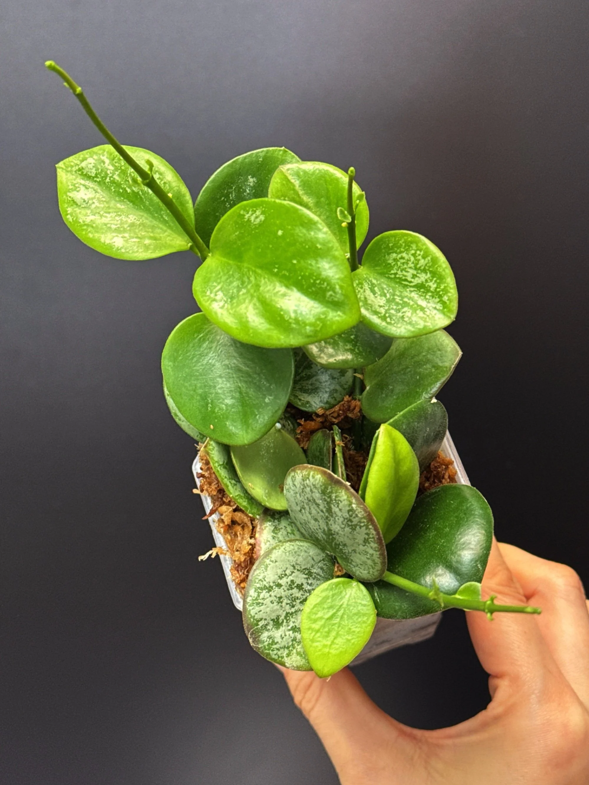 Hoya Collina in Small Square Pot | Shop Rare Hoya Plants in Sydney, Australia | Melty Plants E-Store, Online