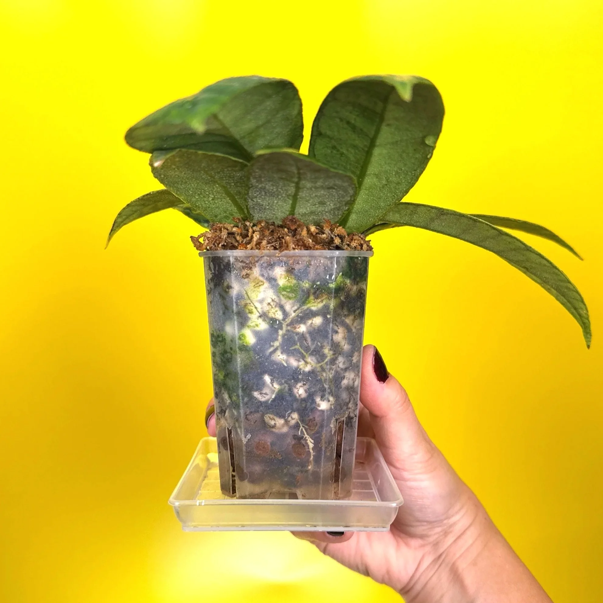 Hoya Callistophylla sp. Kalimantan | Shop Rare Hoya Plants in Sydney, Australia | Melty Plants Australia E-Store, Online