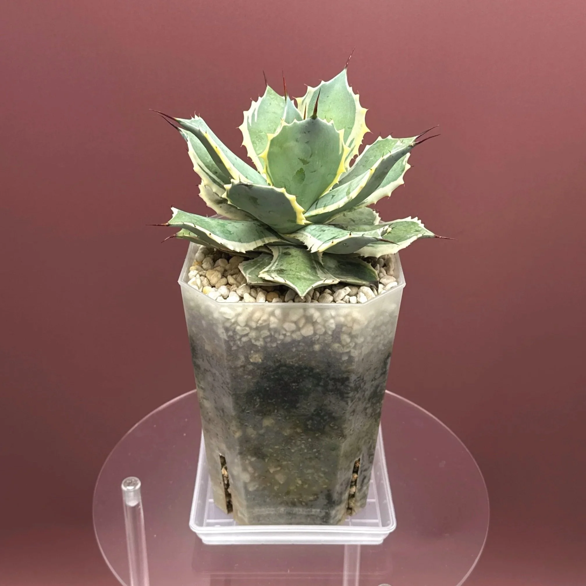 AGAVE Potatorum 'EyeScream'