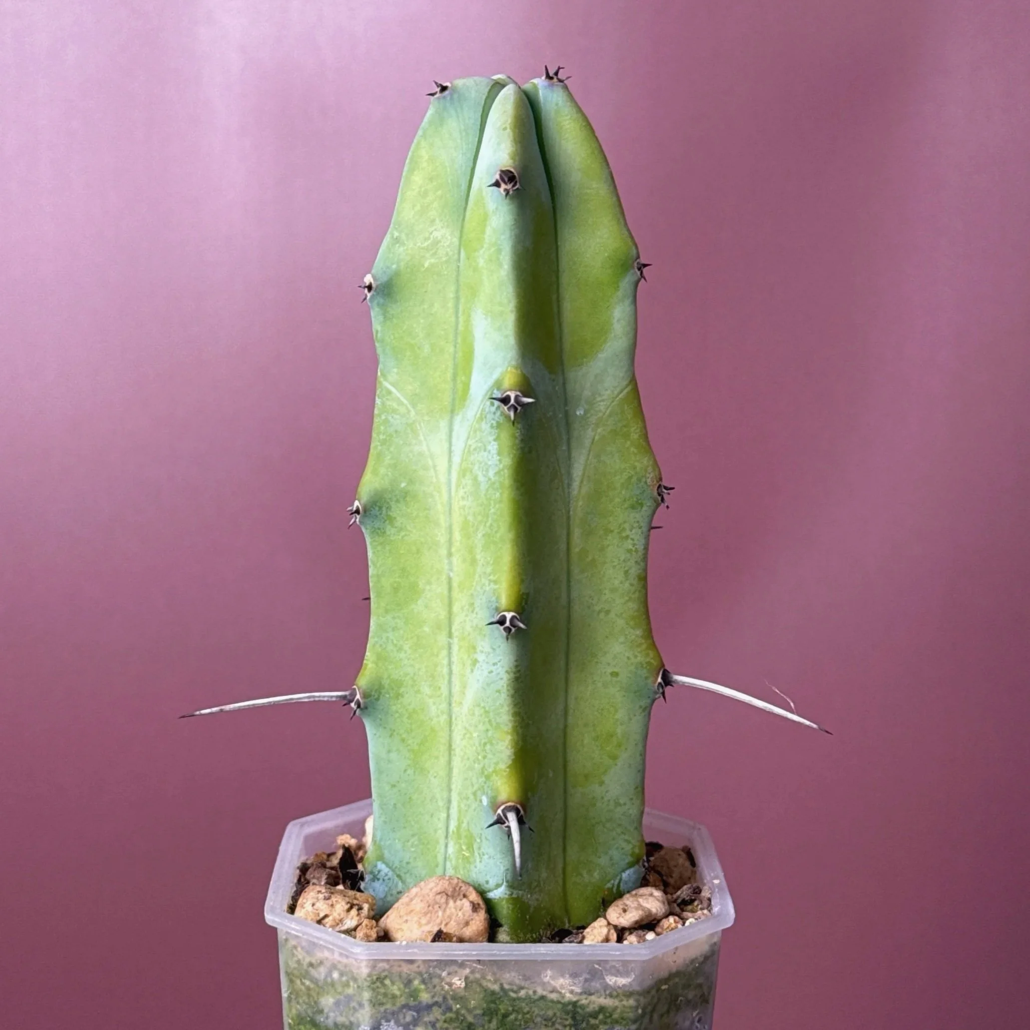 Cactus Myrtillocactus Geometrizans 'Blue Candle' | Shop rare Blue Cacti in Sydney, Australia | Melty Plants E-Store, Online
