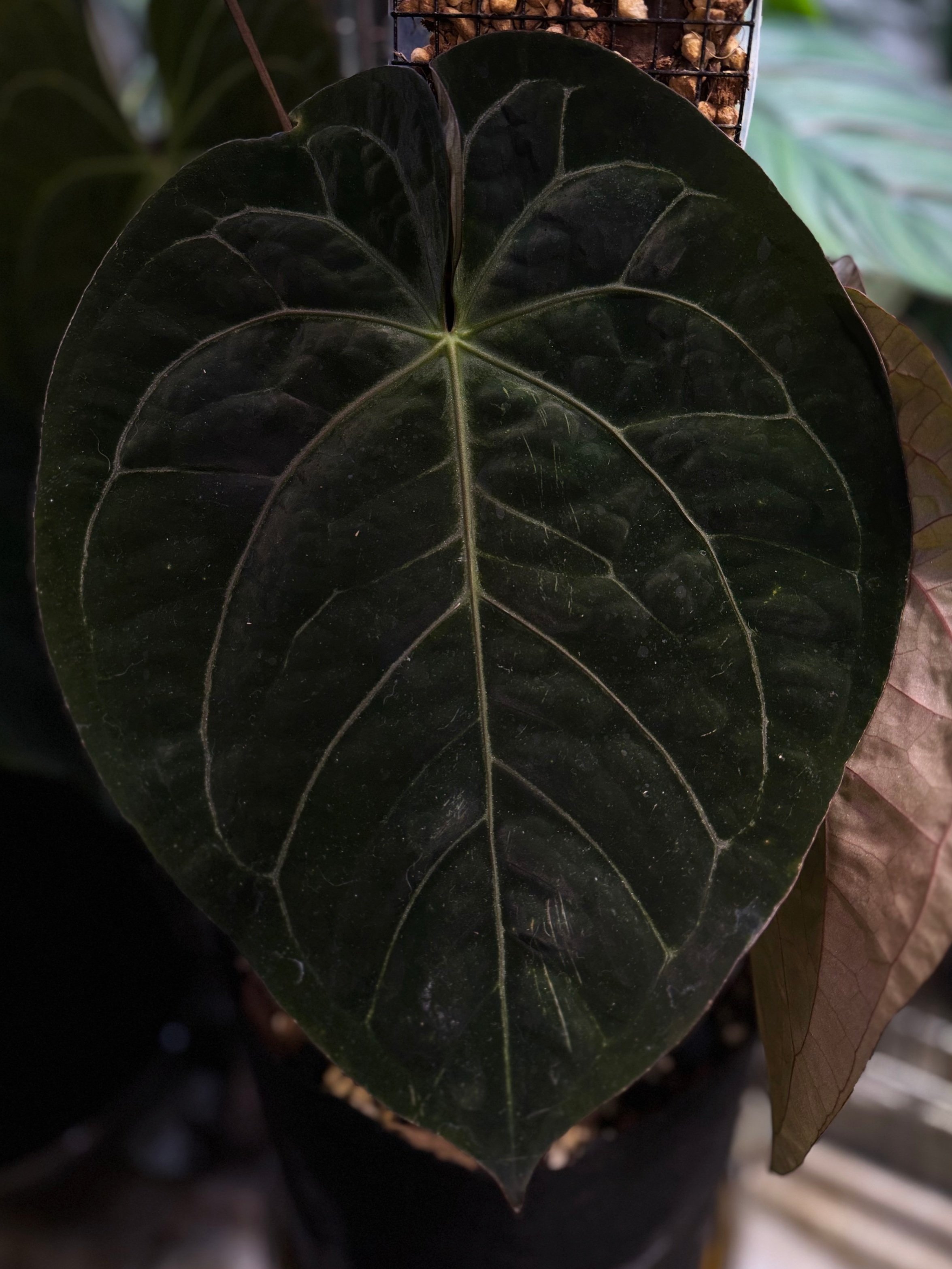 Anthurium (Michelle x Zara) x Long Bullet Papillilaminum | Shop Rare Australian Anthurium Houseplants in Sydney, Australia | Melty Plants E-Store, Online