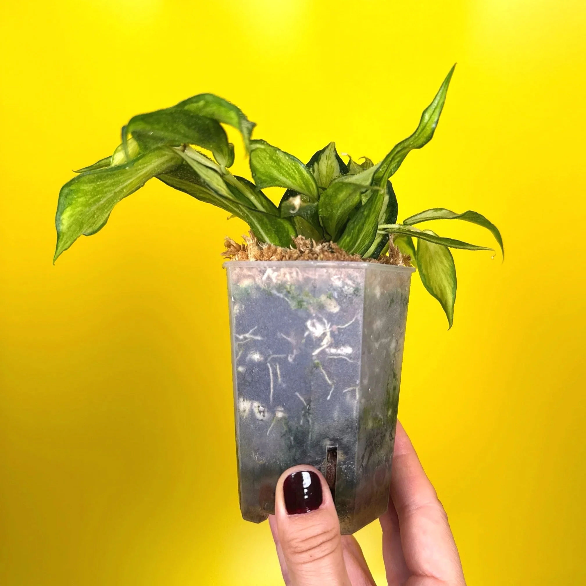 Hoya Polyneura Albomarginata Inner Variegated multi-planted in Small Square Clear Pot for sale | Shop Rare Variegated Hoya Houseplants in Sydney, Australia | Melty Plants E-Store, Online
