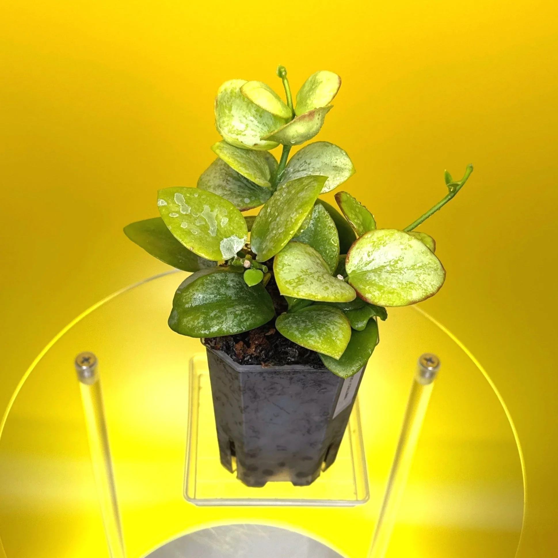 Hoya Collina in a small clear square pot for sale | Shop Rare Hoya Plants in Sydney, Australia | Melty Plants E-Store, Online