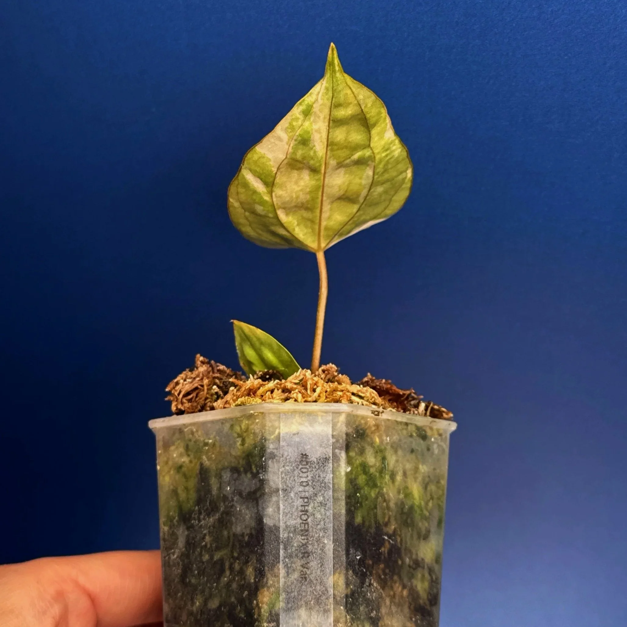 Anthurium Variegated Magnificum x Red Vein Dark Phoenix – Variegated 'PHOENIX R' | Shop Ultra Rare Variegated Anthuriums online from Sydney, Australia | Melty Plants E-Store, Online