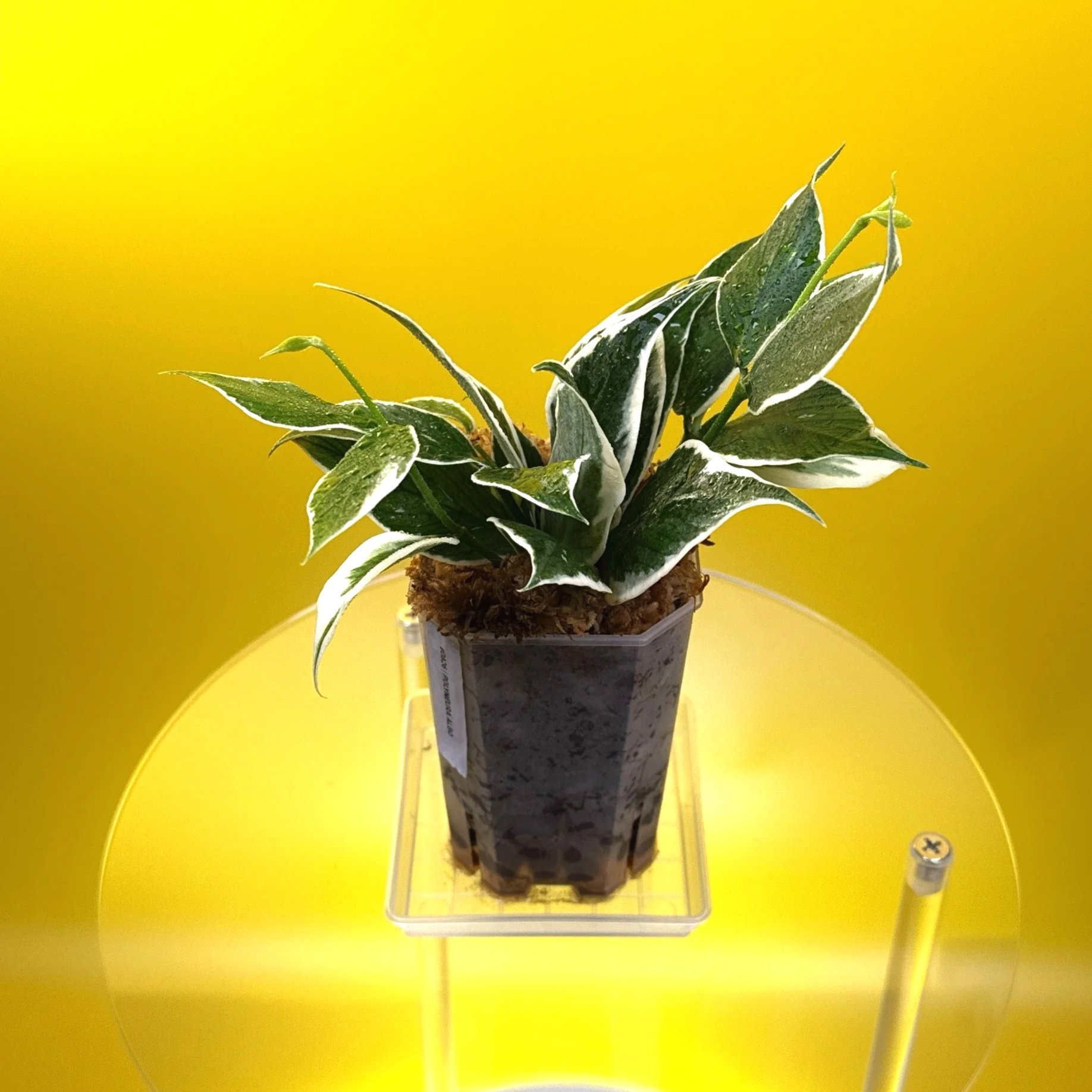 Hoya Polyneura Albomarginata | Shop Rare Hoya Houseplants in Sydney, Australia | Melty Plants E-Store, Online